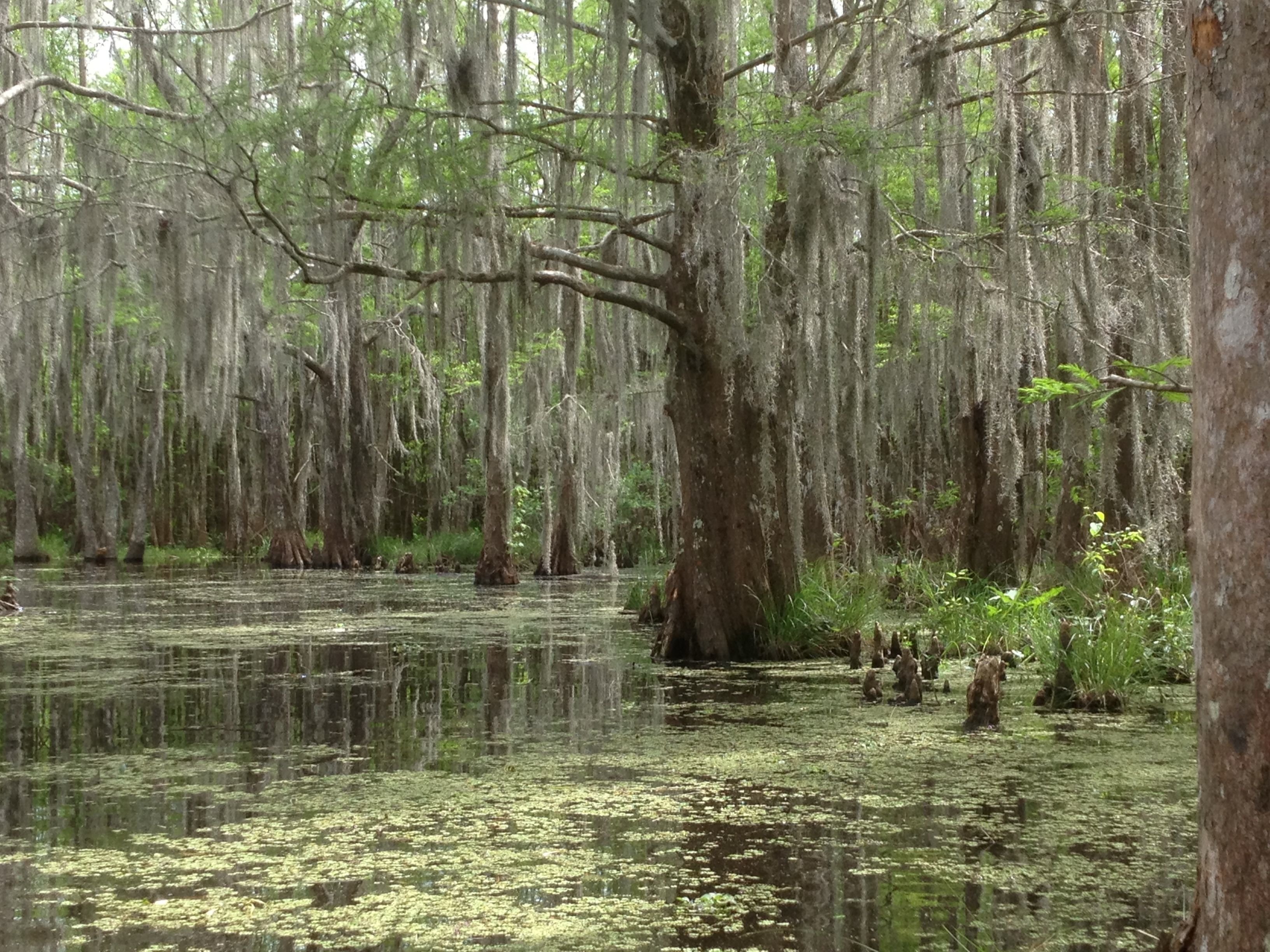 Болото призраков. Болота Манчак в Луизиане. Новый Орлеан болота Манчак. Болото Манчак, США, штат Луизиана. Мангровые леса Луизиана.
