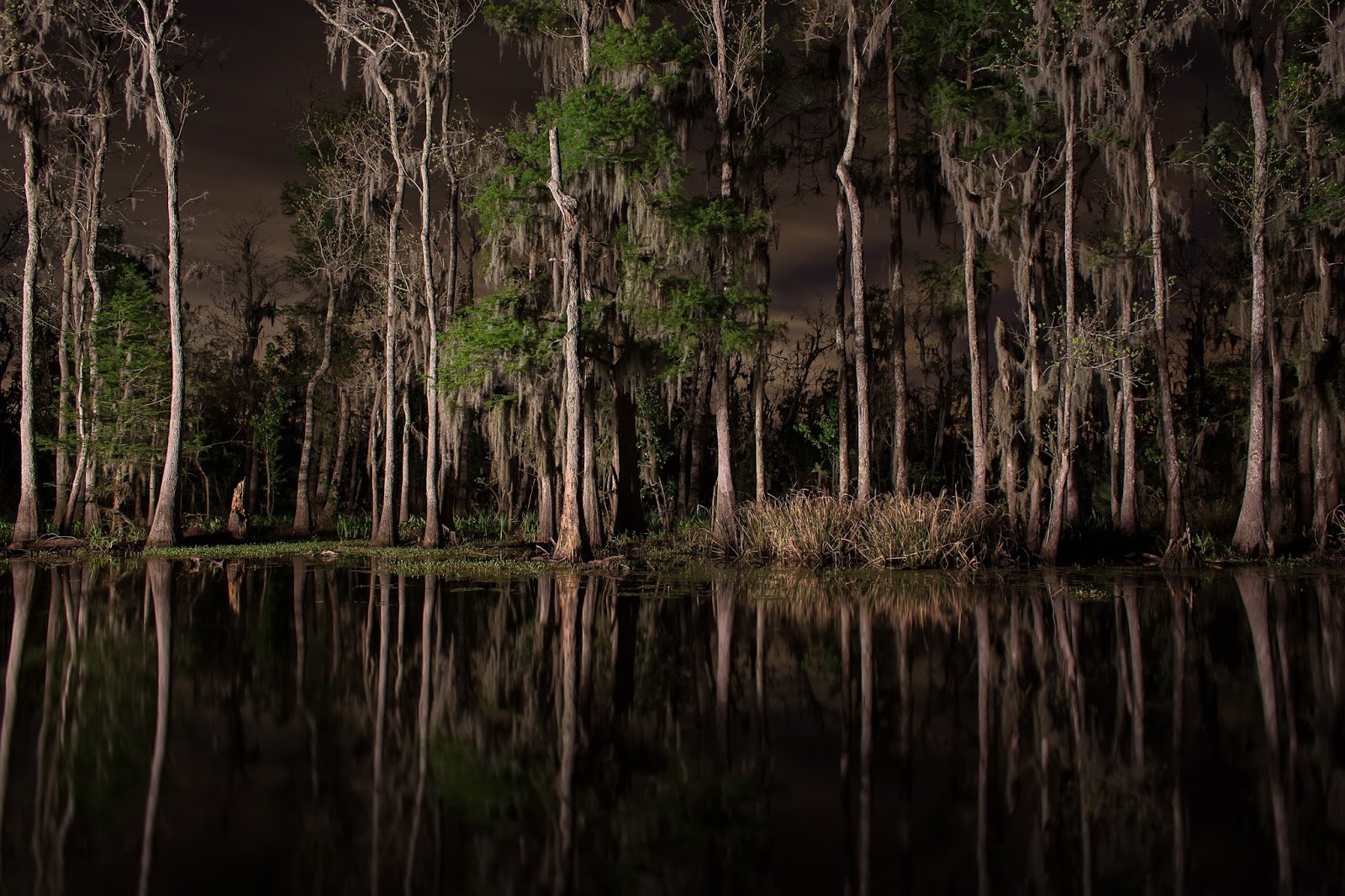 Болото призраков. Луизиана болото Манчак. Болото Манчак, США, штат Луизиана. Озеро Манчак. Призраки болота Манчак.
