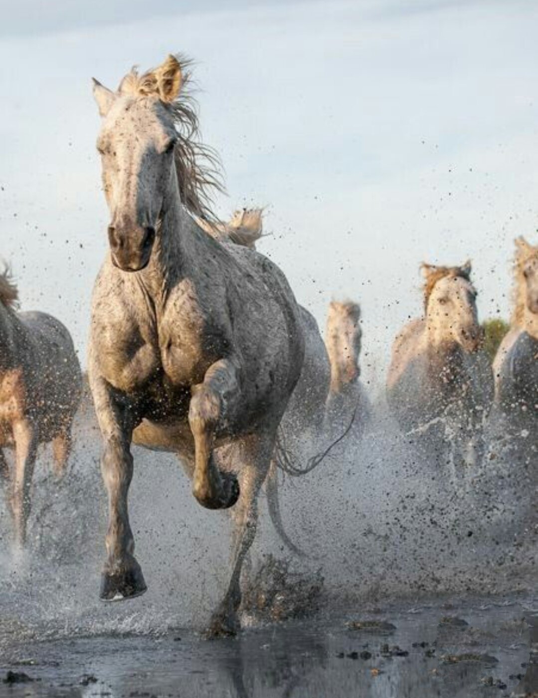 Лошадь бежит фото