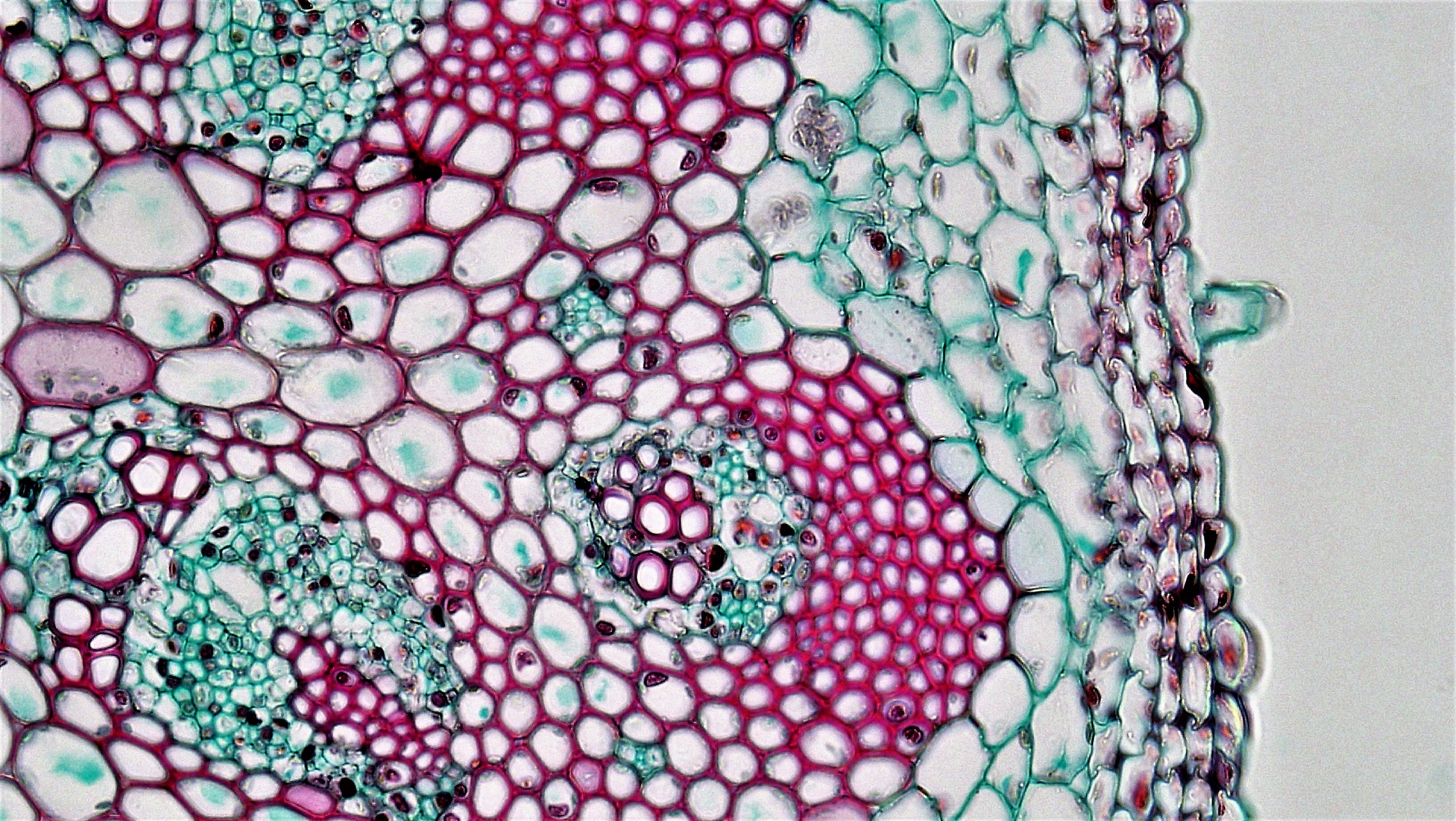 Срезы тканей под микроскопом