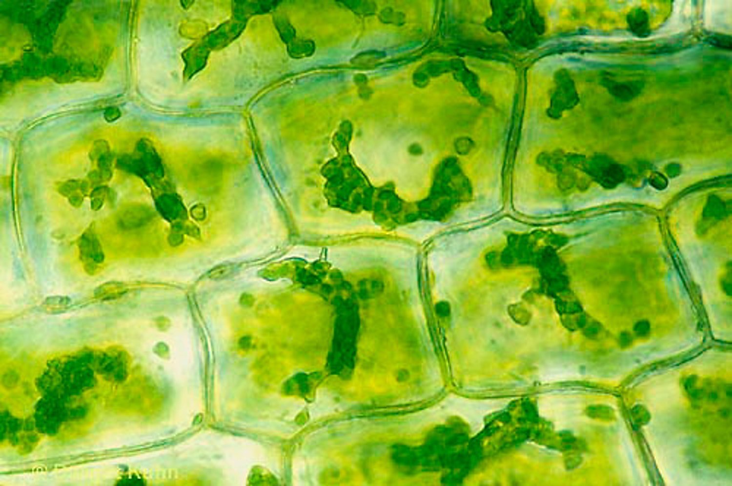Клетки листа элодеи под микроскопом