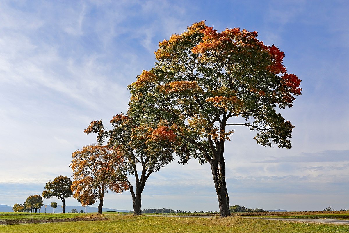 Sycamore цвет