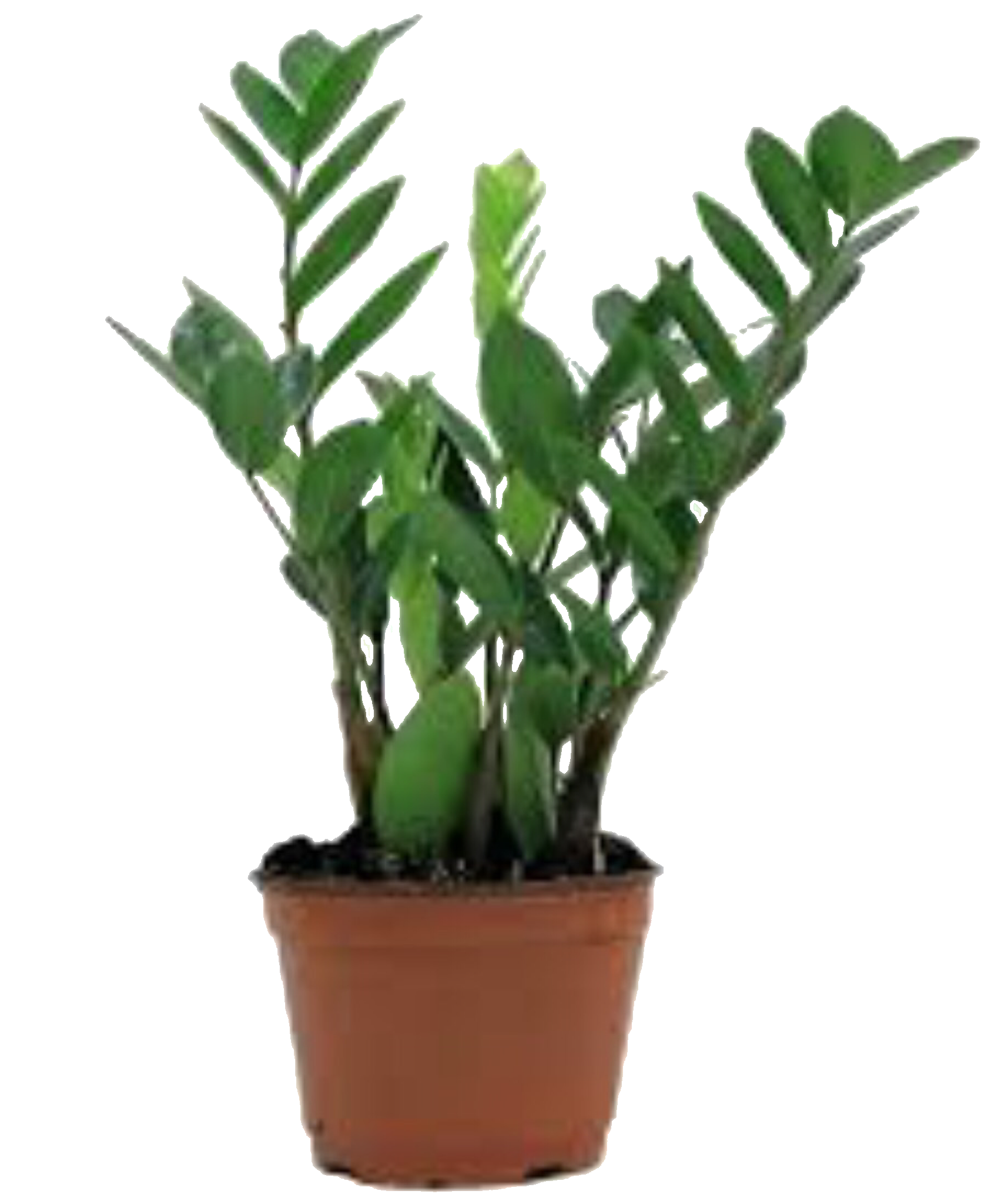 Замиокулькас шорт. Замиокулькас zamiifolia. Замиокулькас замиелистный (Zamioculcas zamiifolia). Замиокулькас 17/60. Замиокулькас 21.