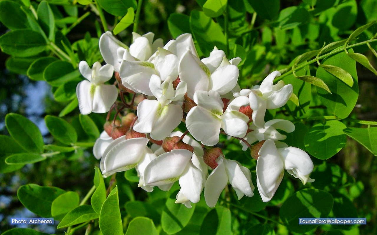 Цветки акации белой сухие