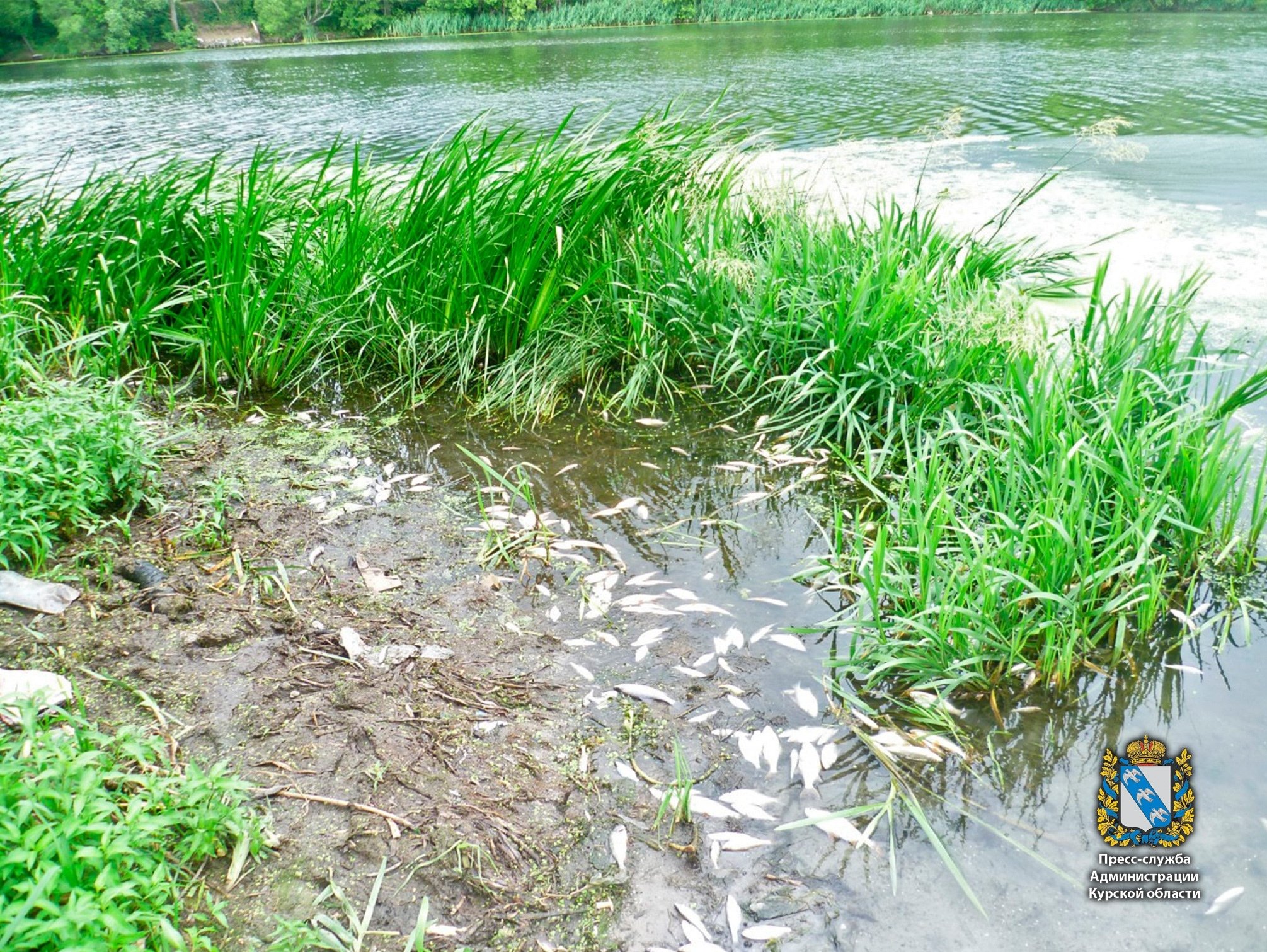 Загрязнение воды в Курской области