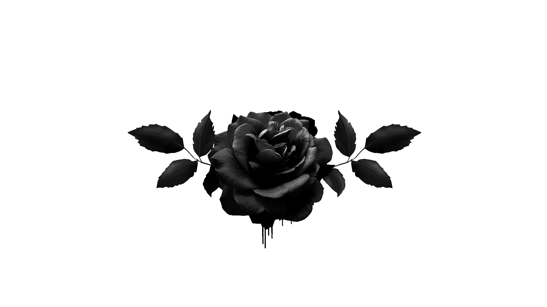 черная роза стим фото 17