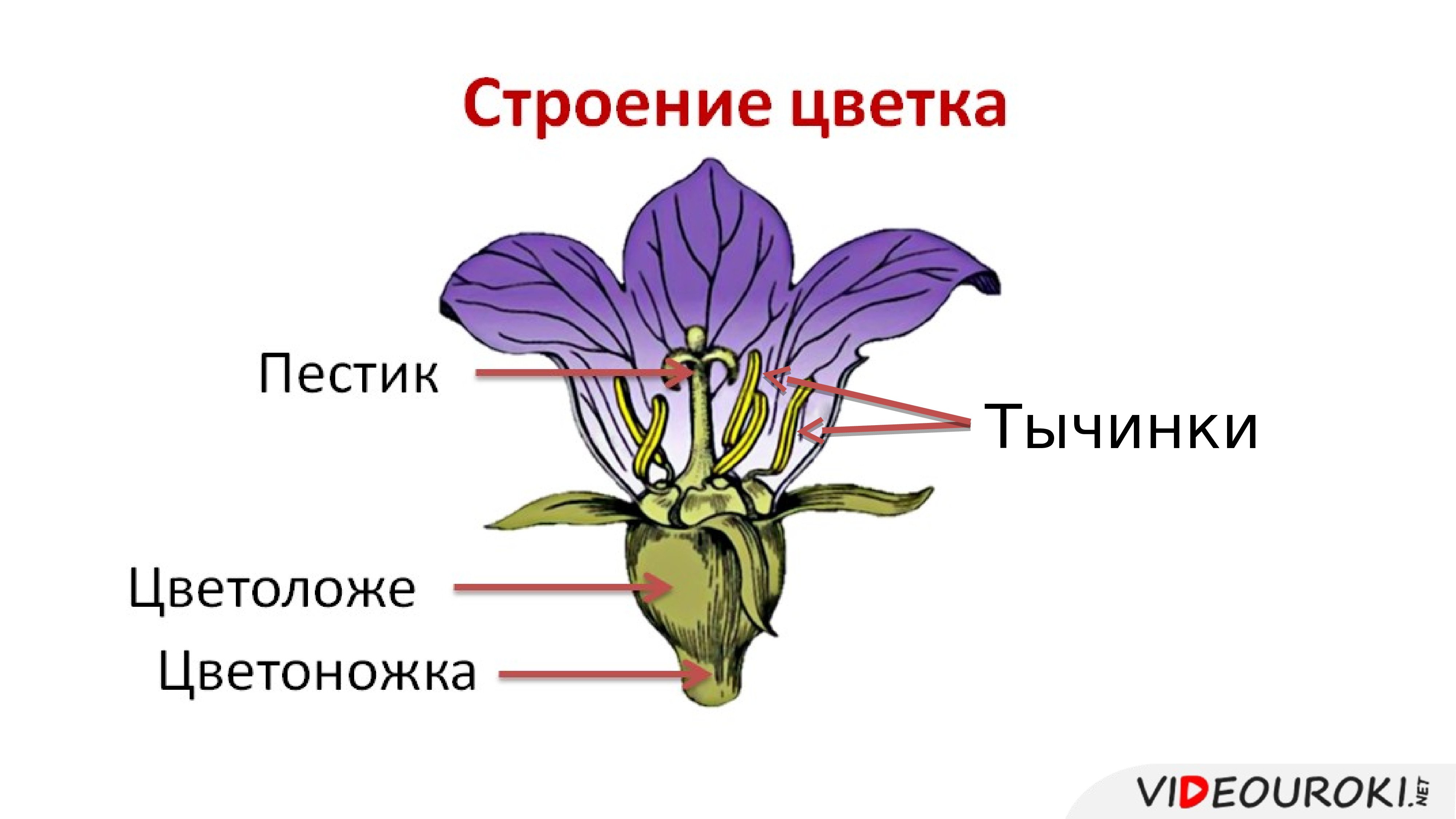 Выраженные чашечку и венчик