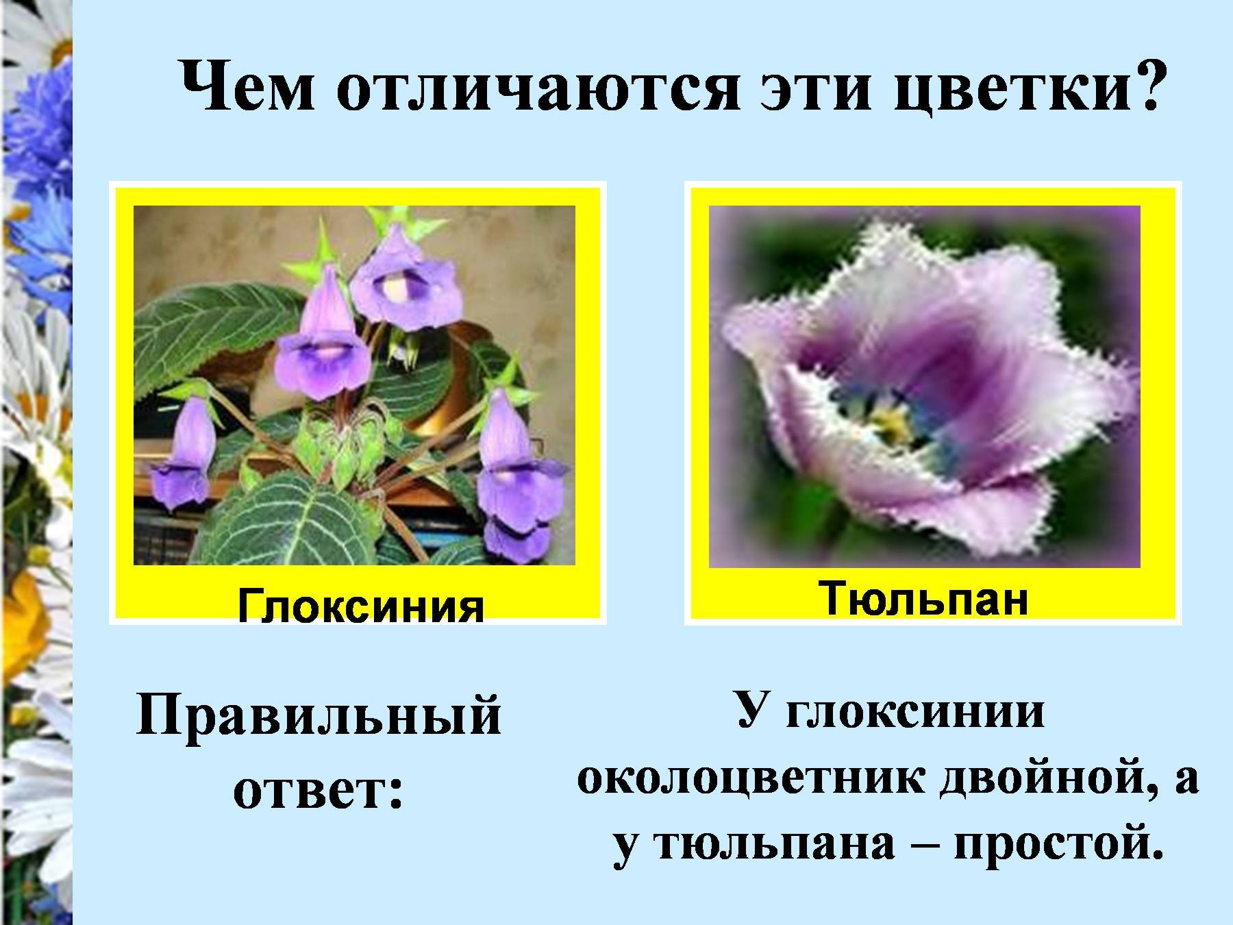 Как отличить цветы. Двойной околоцветник у тюльпана. Чем отличаются эти цветки. Строение цветка глоксинии. Тычинки и пестики у глоксинии.