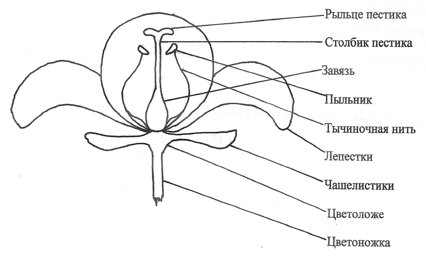 Строение цветка подписать части цветка. Чашелистики пестик тычинки венчик. Околоцветник и чашелистик. Схема строения цветков. Строение цветка яблони схема.