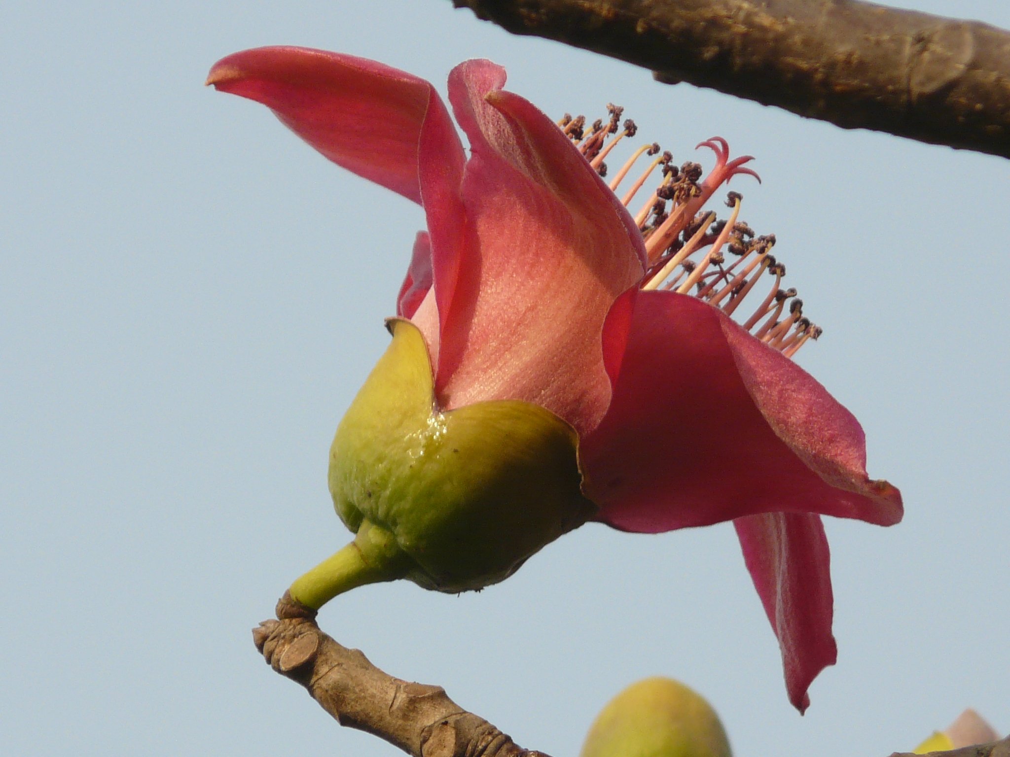 Плоды чудо дерева 5 букв. Хлопковое дерево (Ceiba speciosa). Бомбакс Сейба. Бомбакс дерево. Сейба в Южной Америке.