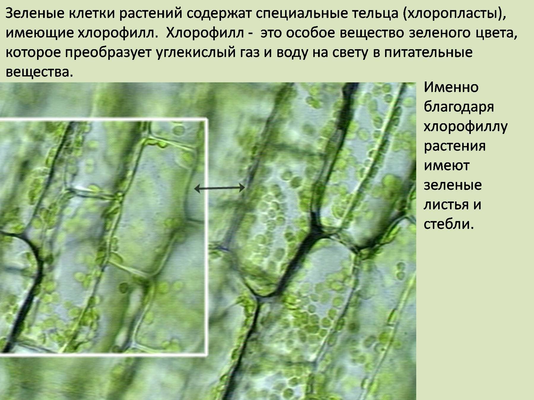 Хлорофилл в растительной клетке