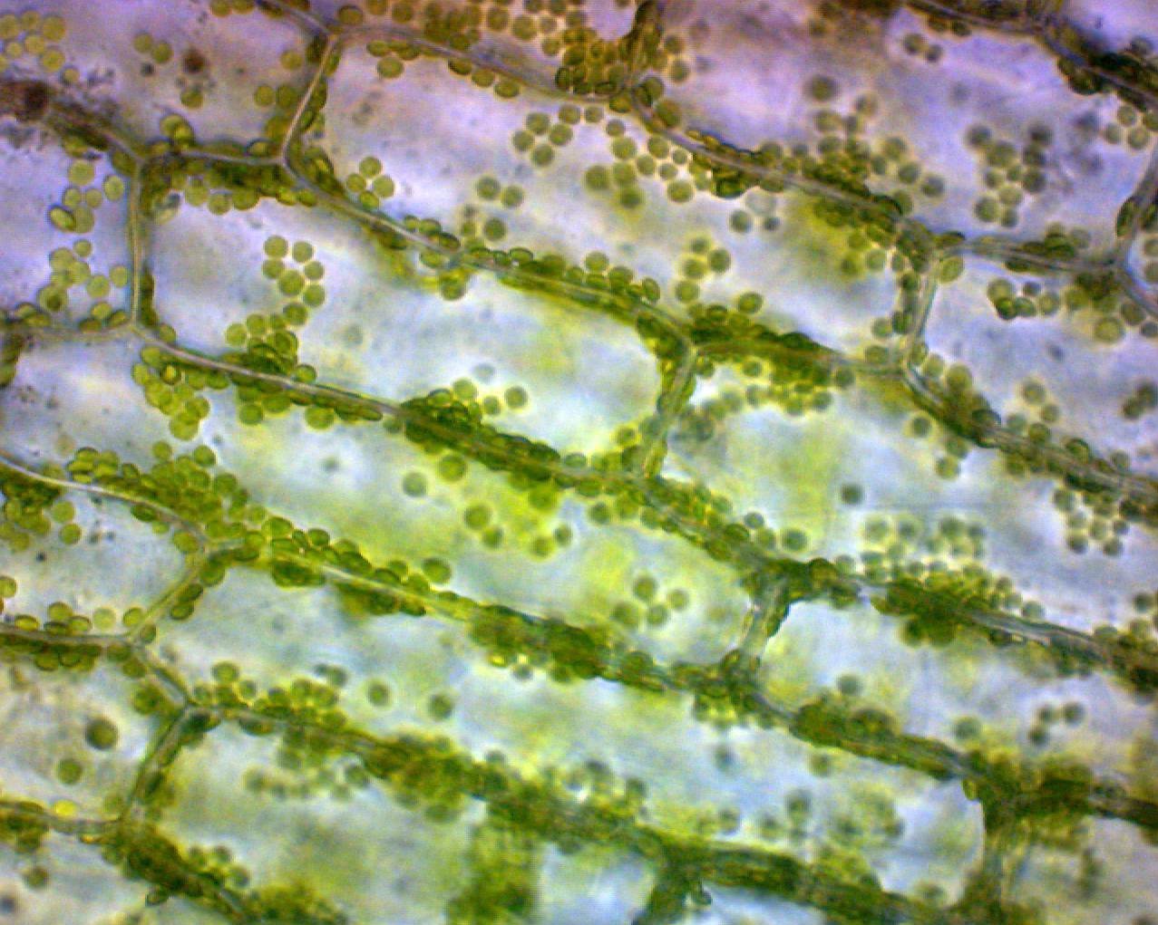 Особенности внутреннего строения элодеи. Хлоропласты элодеи. Хлоропласты в листе элодеи. Клетки листа элодеи под микроскопом. Клетка элодеи канадской.