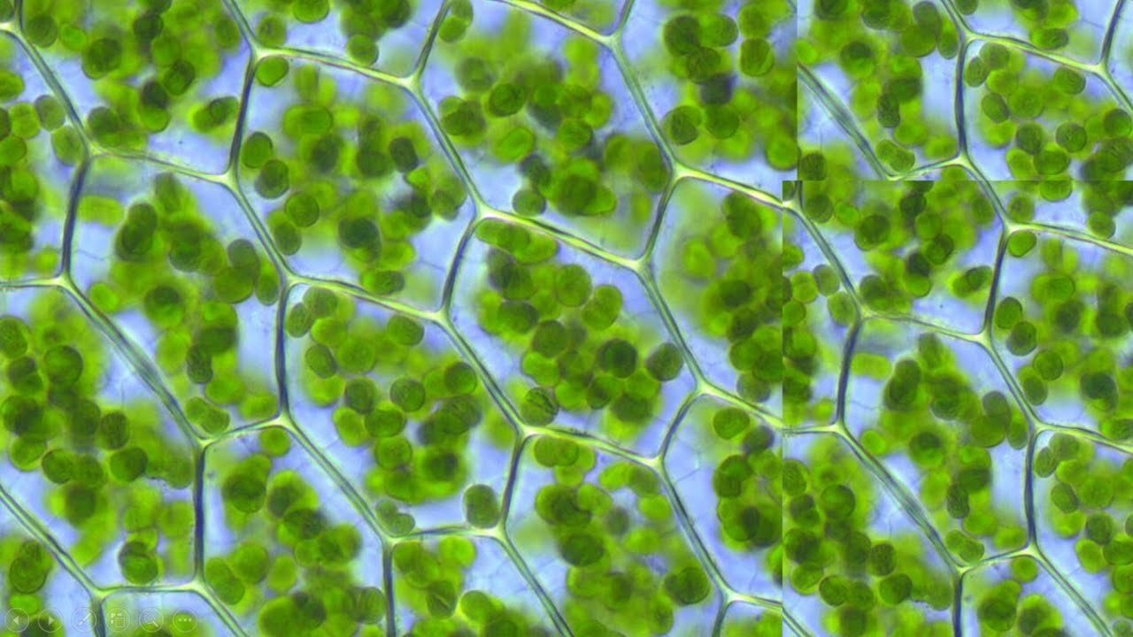 Хлоропласты в клетках листьев крупные. Устьица элодеи. Клетка элодеи хлорофилл. Хлорофилл в хлоропластах. Хлоропласты в клетках мха.