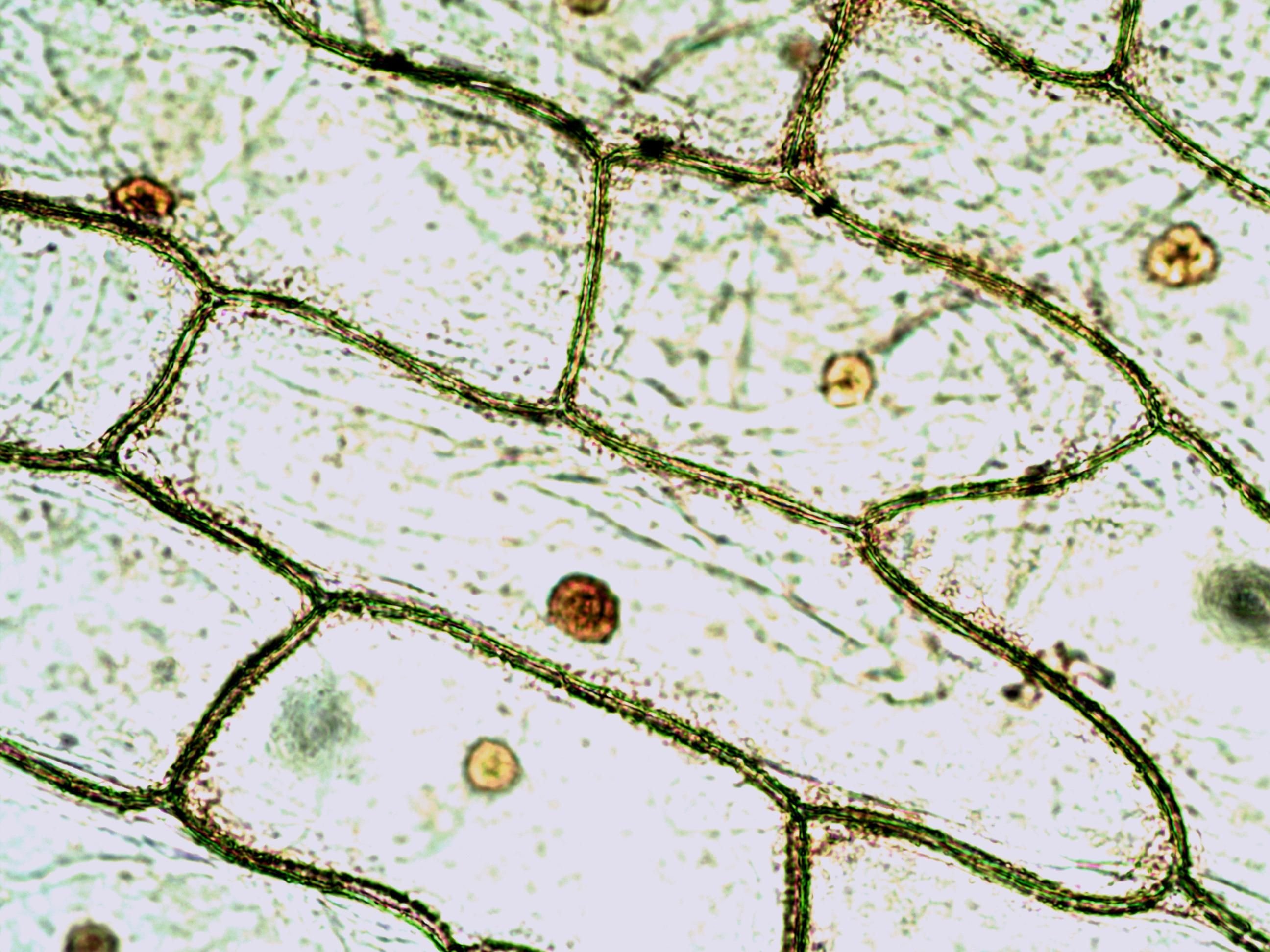 Клетка эпидермиса листа. Микропрепарат элодеи. Клетка кожицы томата под микроскопом.