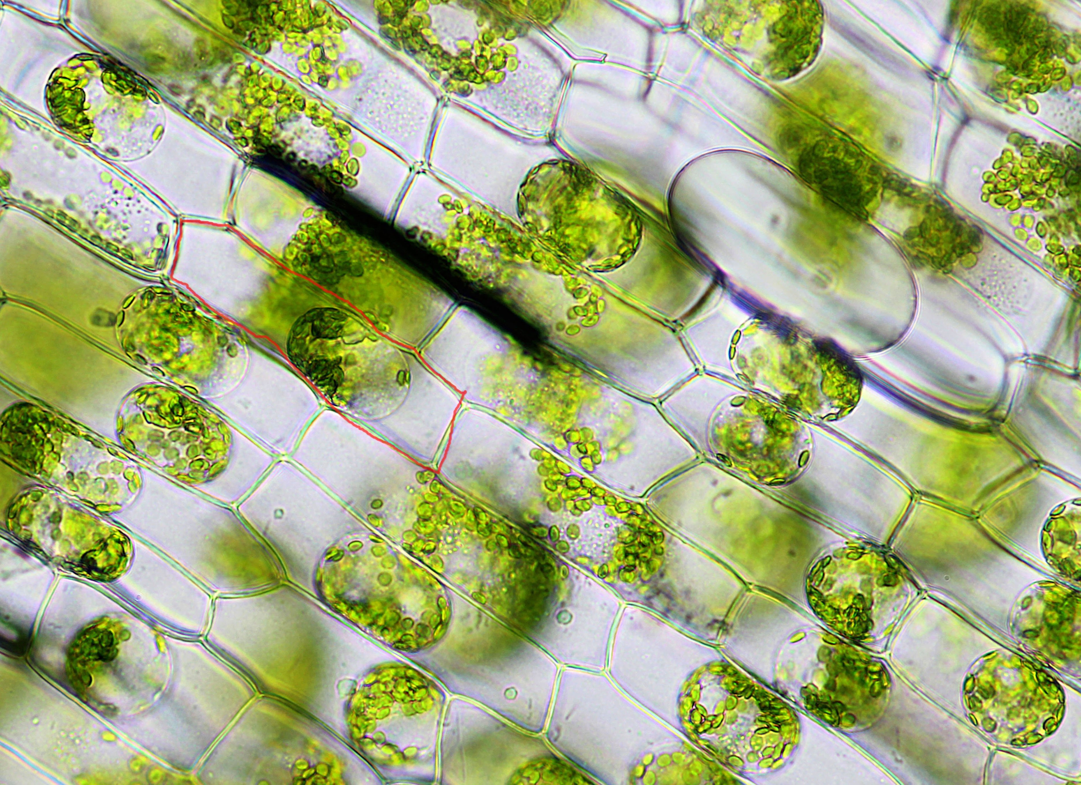 Растительные клетки способны