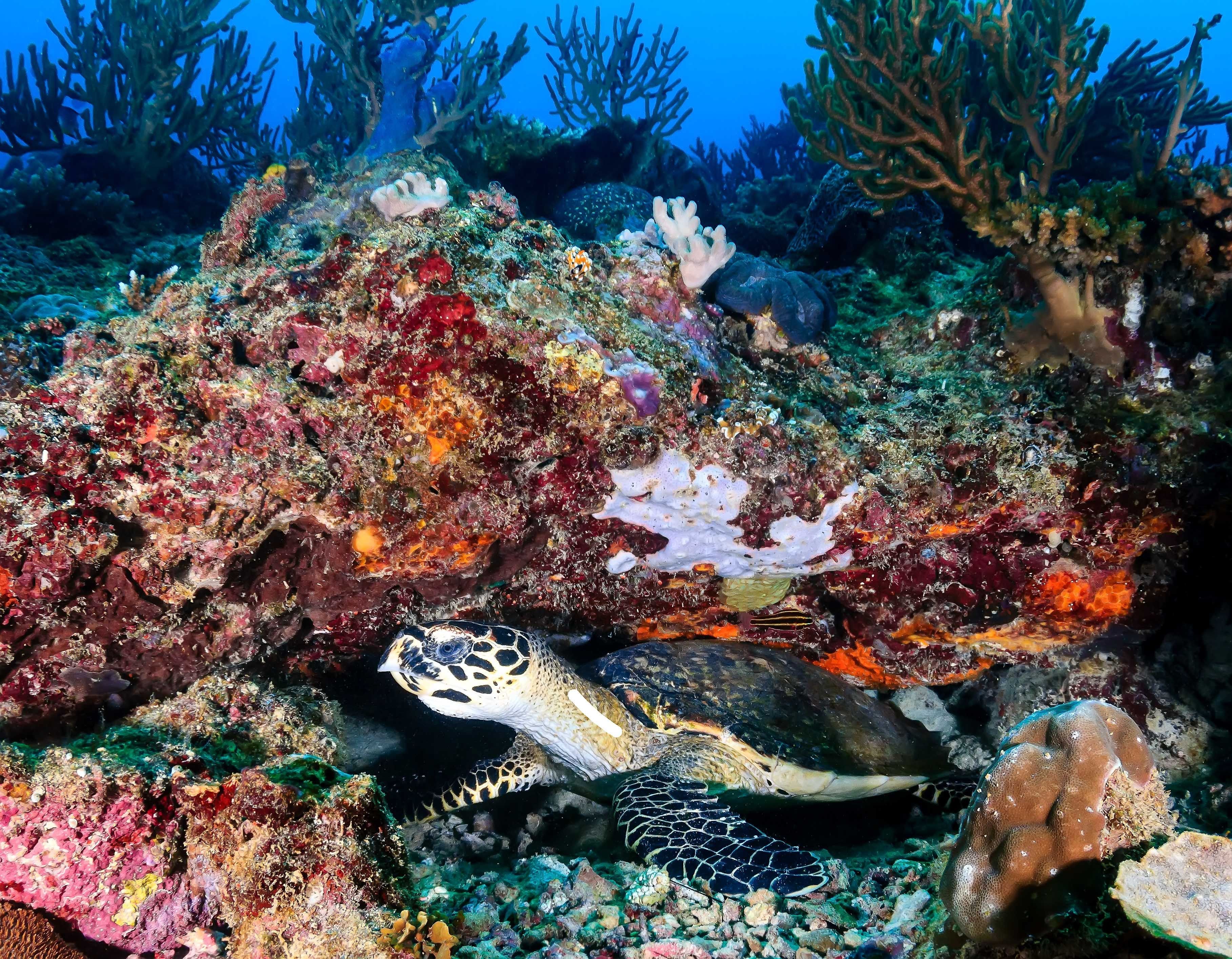Канал индийского океана. Рифовые рыбы Мальдив Андерсон. Индийский океан животный мир. Сейшелы коралловые рифы. Органический мир индийского океана.
