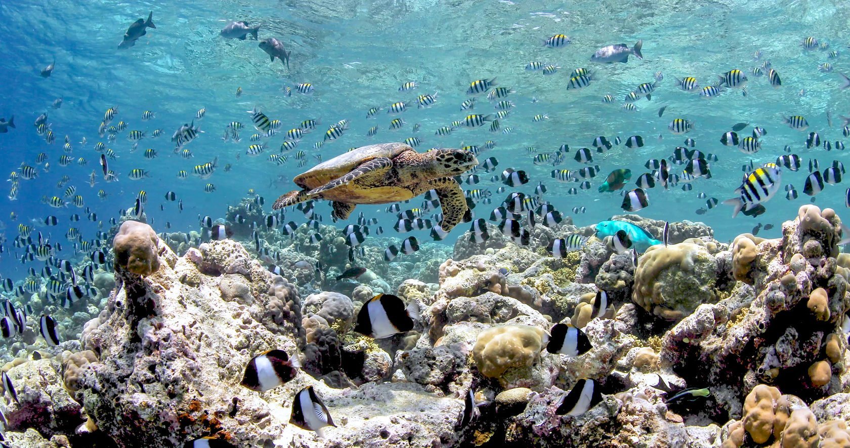 Коралловые рифы Мальдивы снорклинг