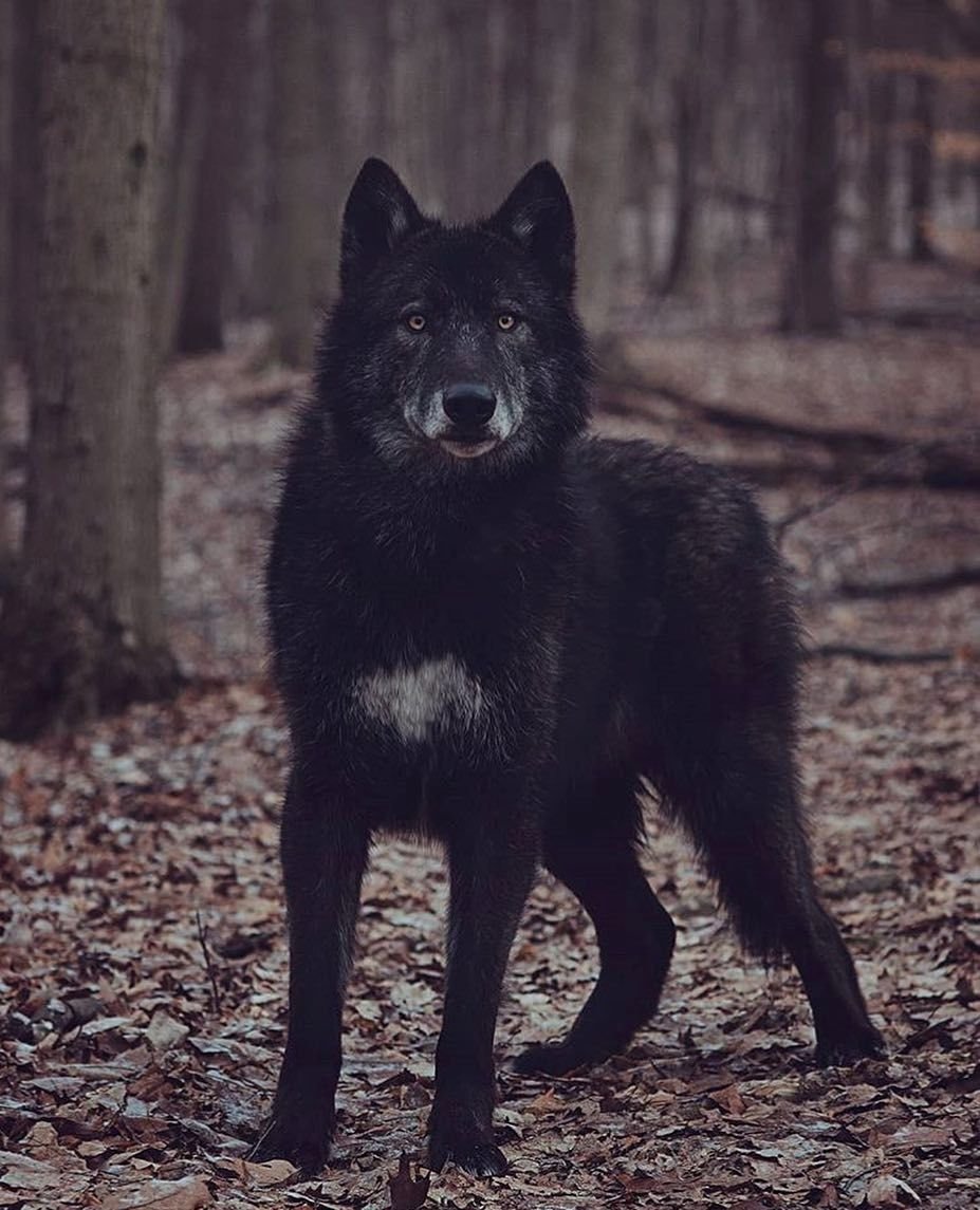 Черный волк - фото и картинки: 70 штук