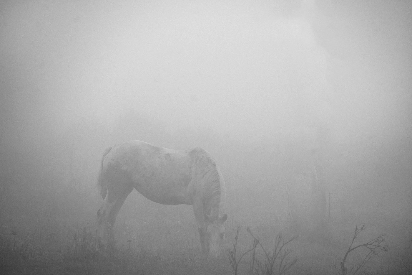 Белый конь в тумане