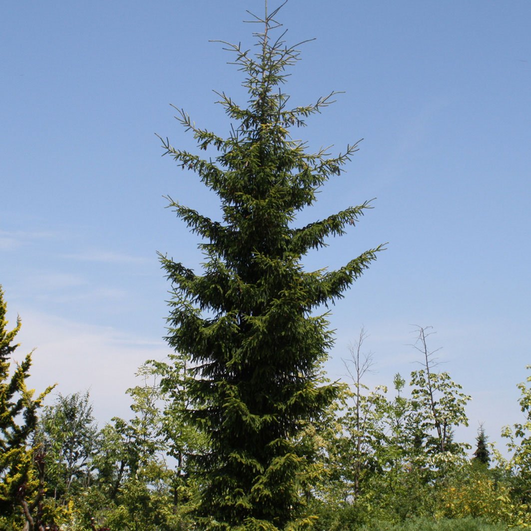 Picea orientalis 'Araucaria'