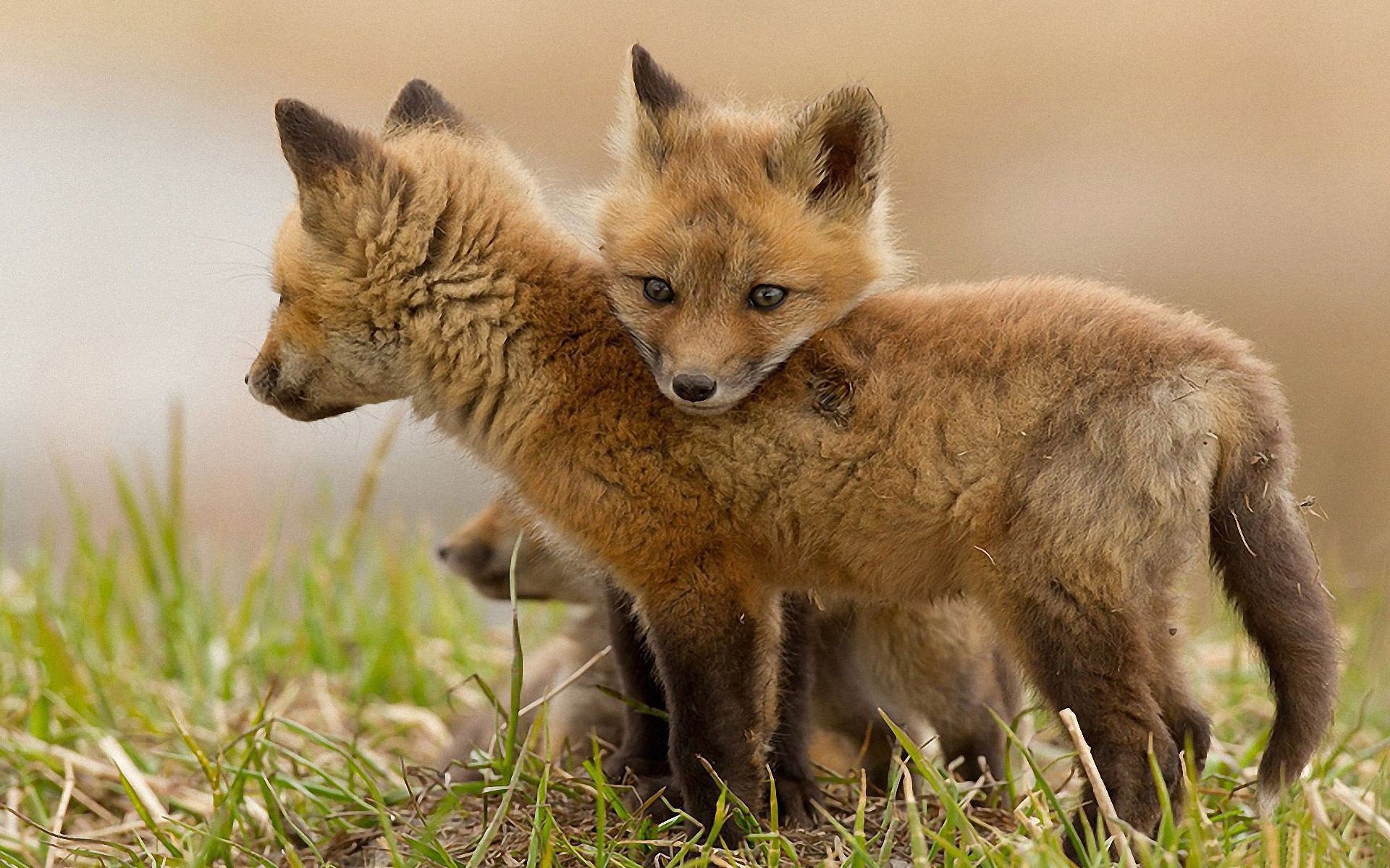 These are foxes