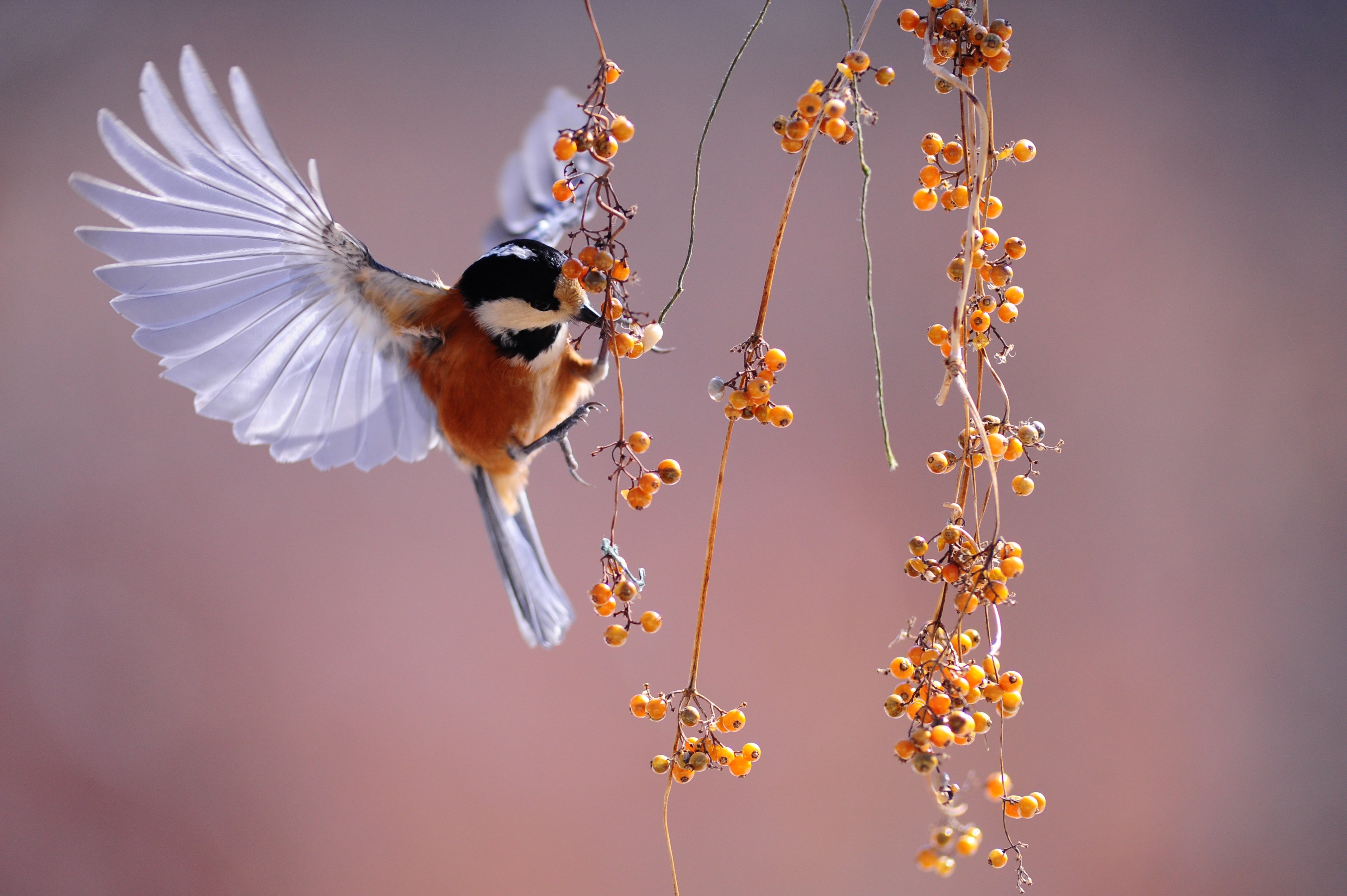 Музыка лети птичка. Птица в полете. Красивые птицы. Красивые птицы на ветке. Птицы в воздухе.