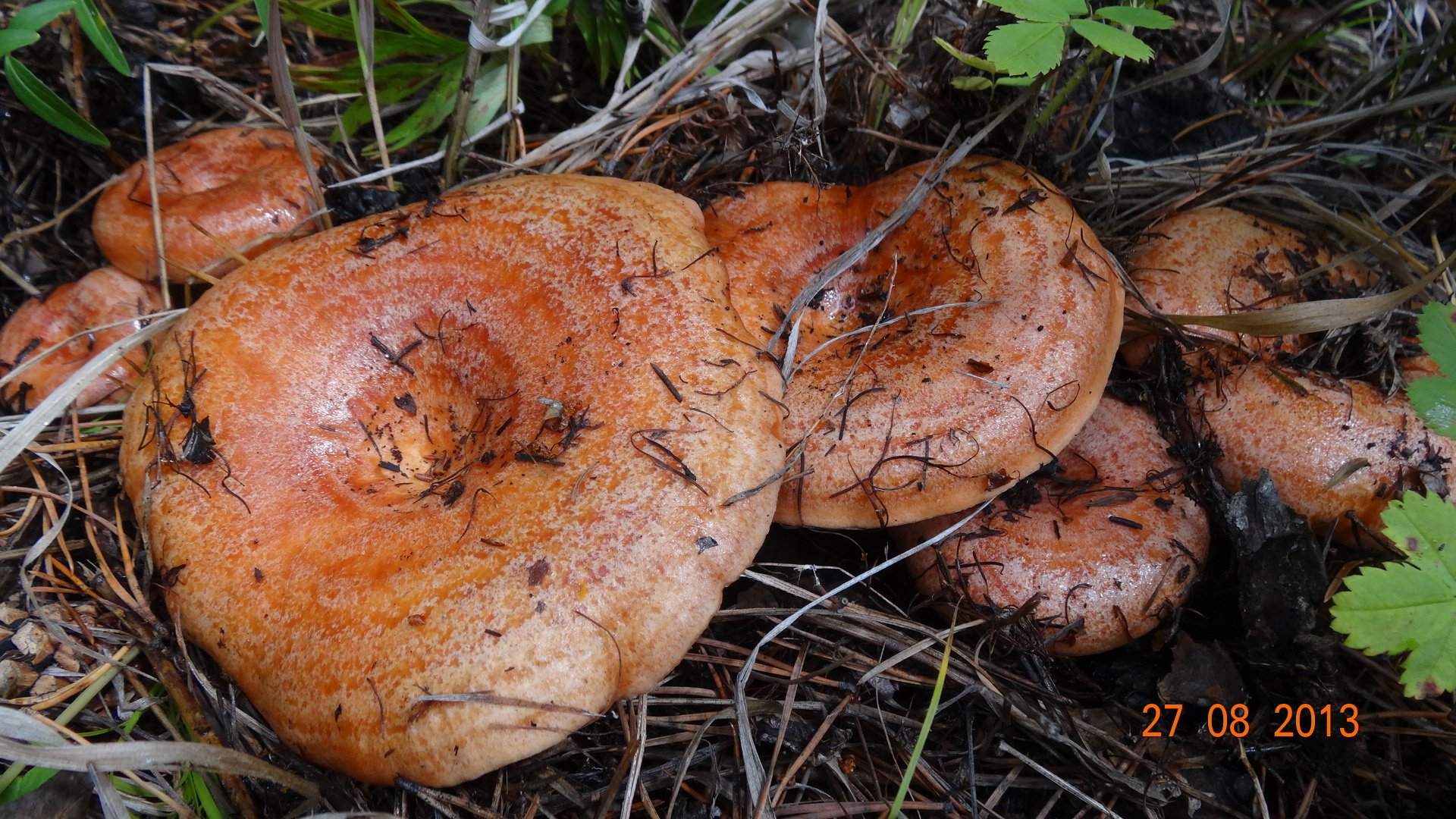 Есть гриб рыжик. Рыжик Сосновый/Боровой (Lactarius deliciosus);. Рыжик Боровой Сосновый. Гриб Ведьмин Боровик. Млечник Рыжик гриб.