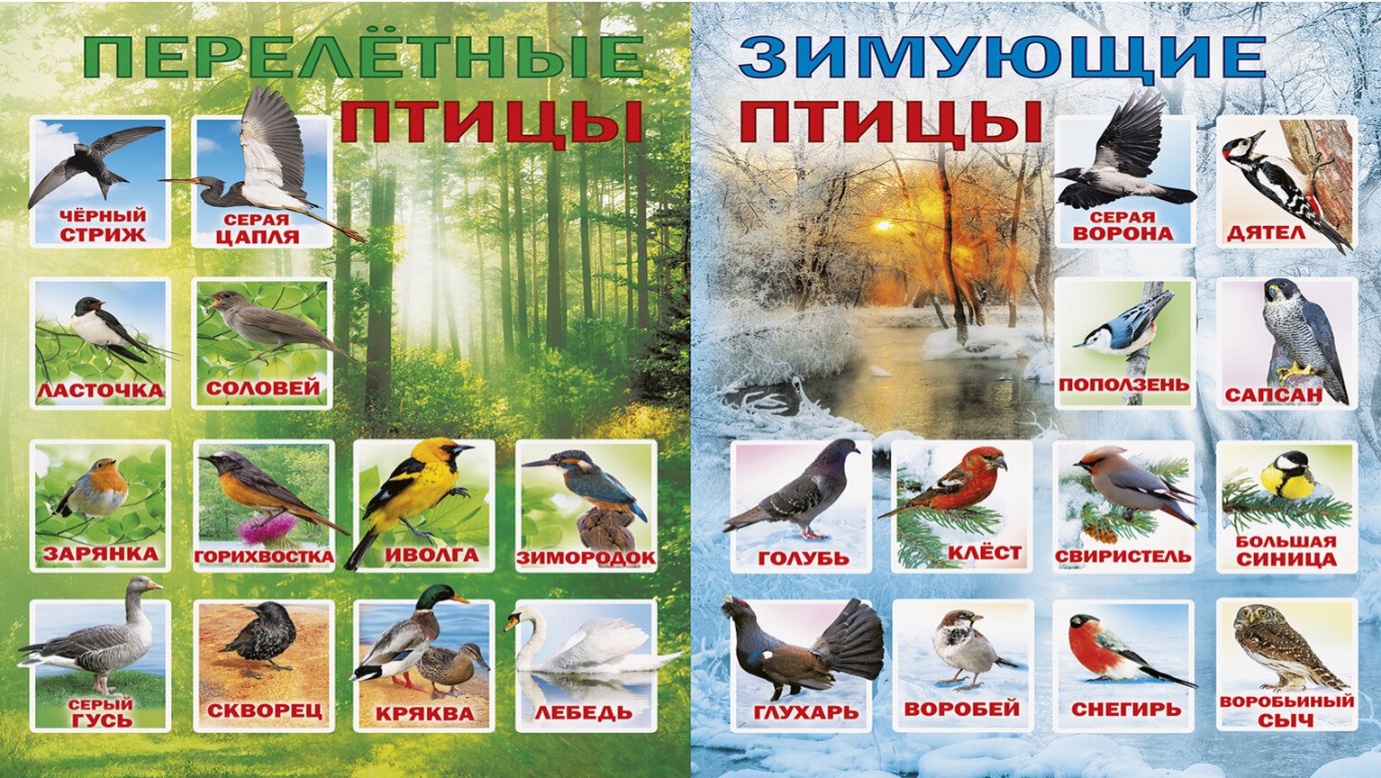 Перелетные птицы Красноярского края