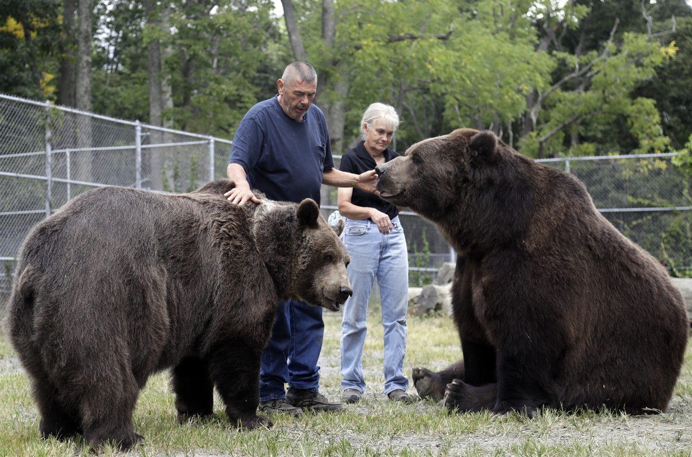 Какие медведи крупнее. Бурый медведь Кадьяк. Аляскинский бурый медведь Кадьяк. Медведь Кадьяк и Короткомордый. Большой бурый медведь Кадьяк.