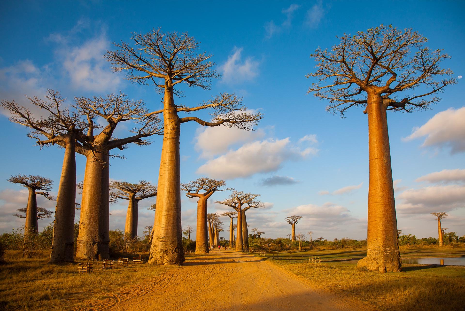 Ба баб. Мадагаскар остров баобаб. Баобаб Адансония Мадагаскарская. Баобаб дерево. Африка остров Мадагаскар.