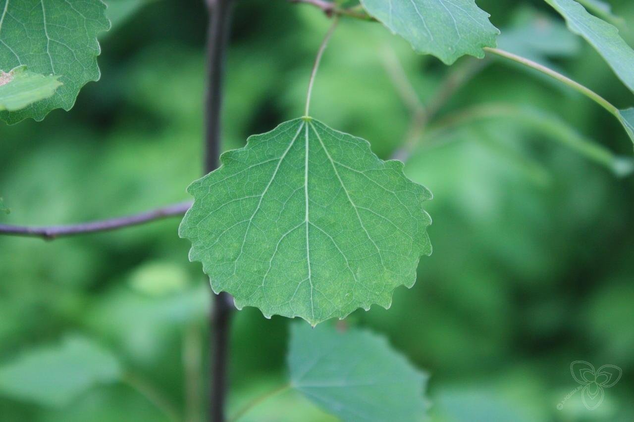 Лист молодой осины. Осина (Populus tremula). Осина крупнозубчатая. Осина Populus tremula листья. Тополь разнолистный лист.