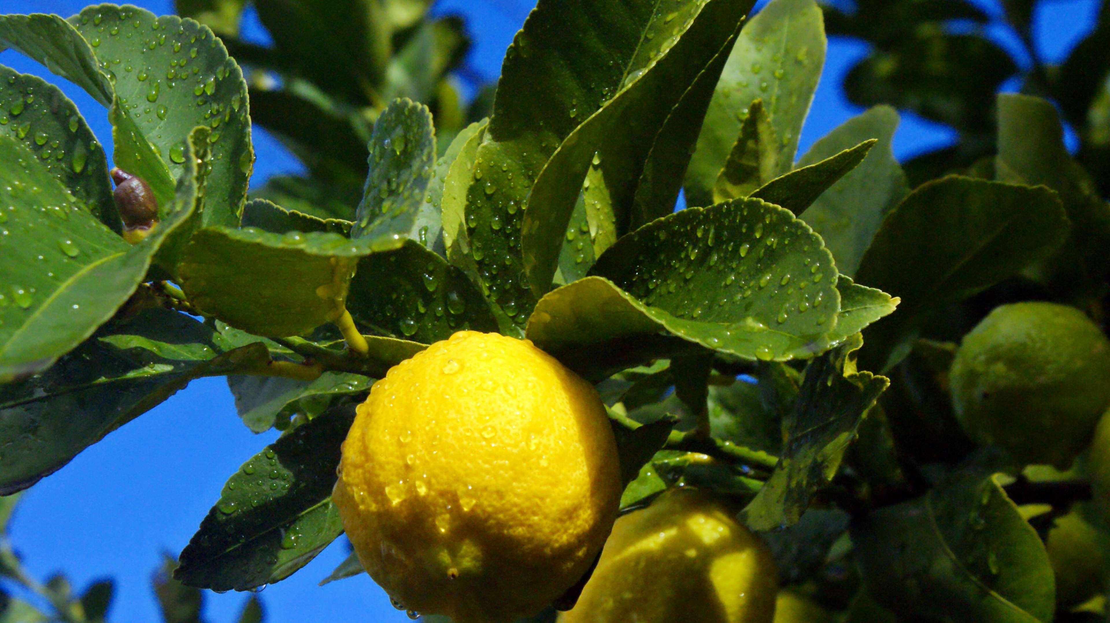 Открой лимон