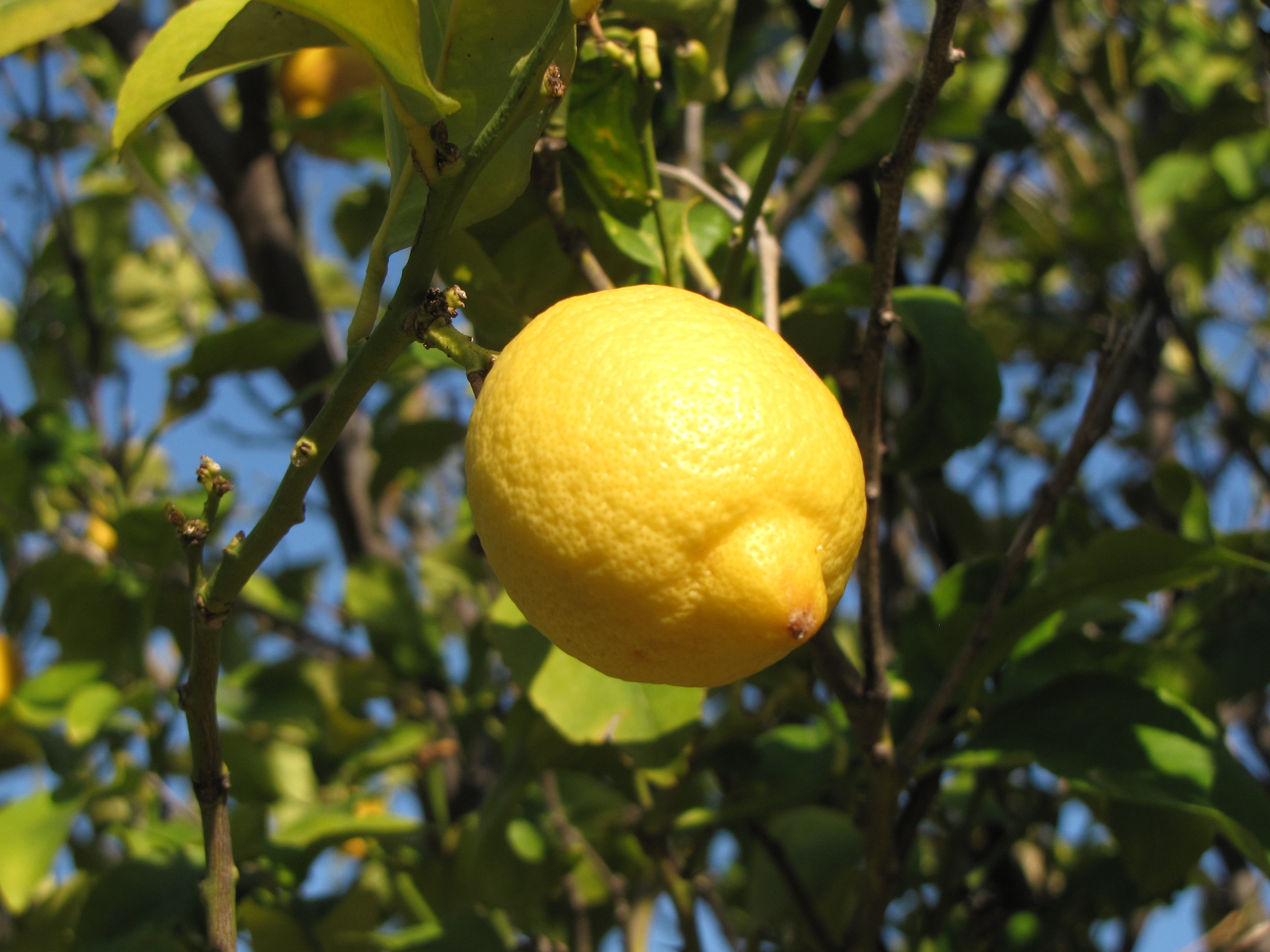 Дерево лимона картинки. Lemon Tree (лимонное дерево). Цитрон плод. Лимон Сиракузано. Цитрон Уралтау лимон.