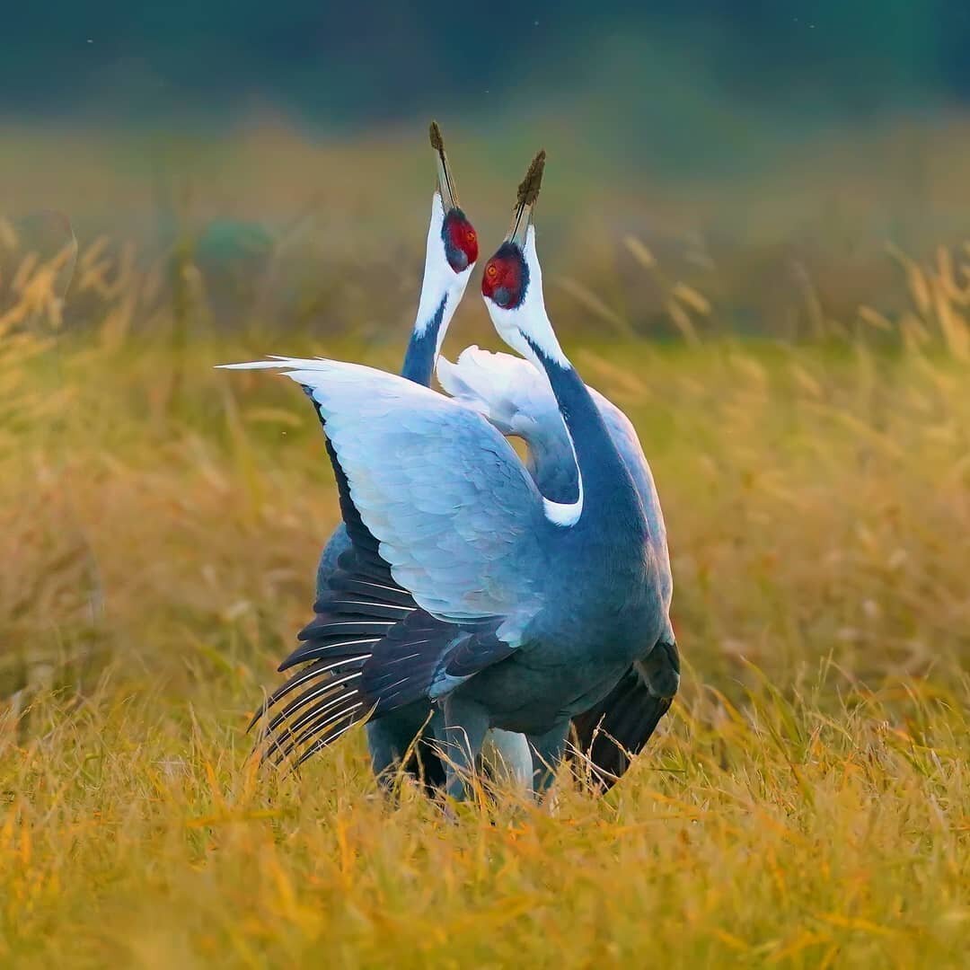 Журавль фото птицы