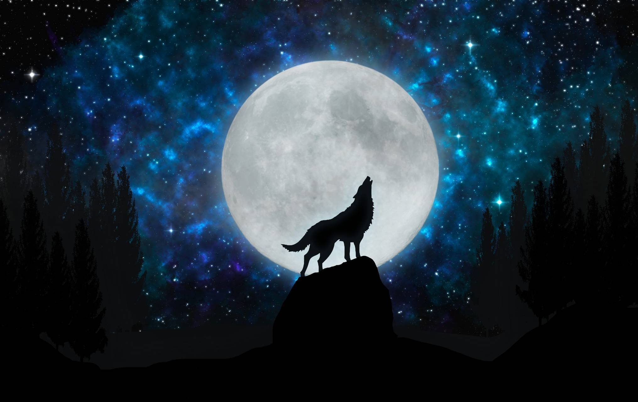 Ночь волков читать. Волк и Луна. Волк воет на луну. Волк ночь Луна. Волк в ночи.