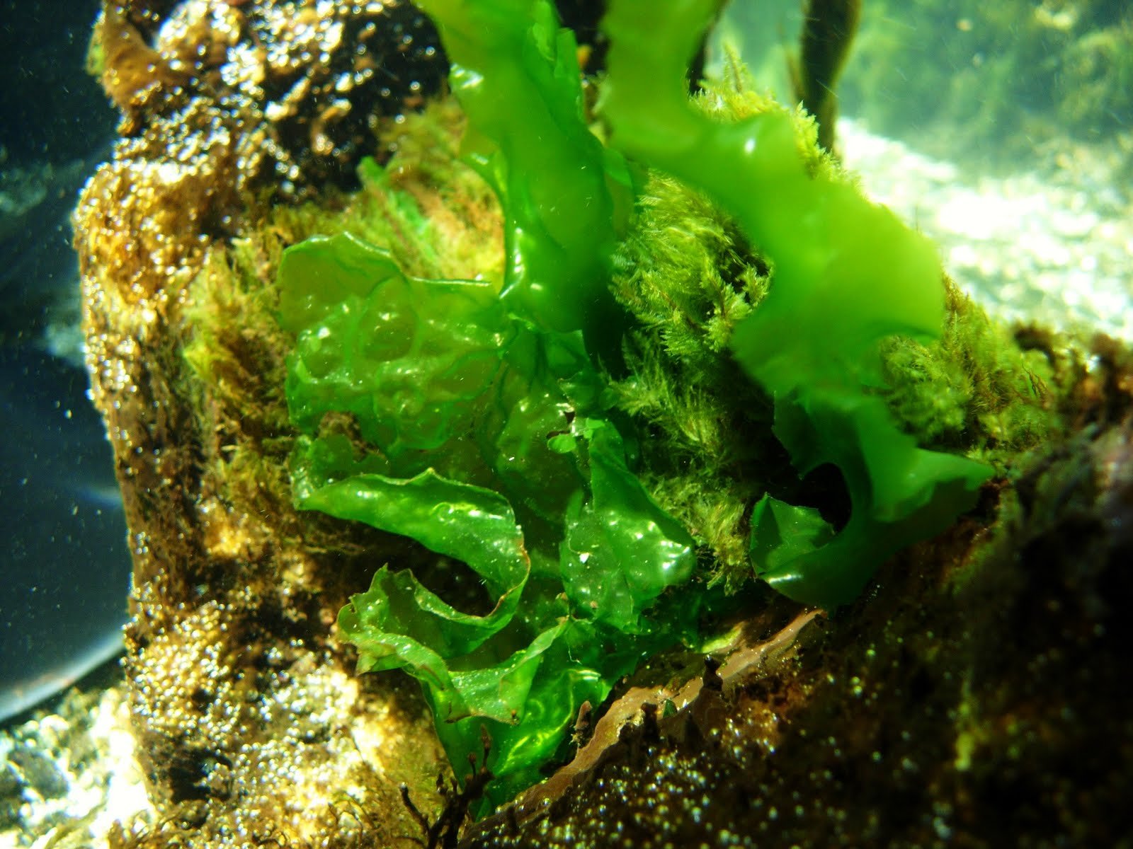 Маленькие водоросли