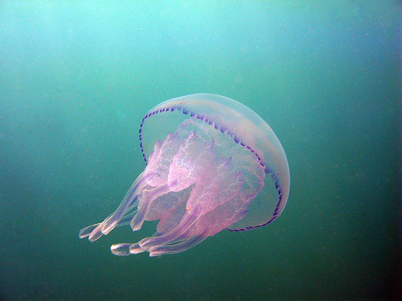 Каскад медузы