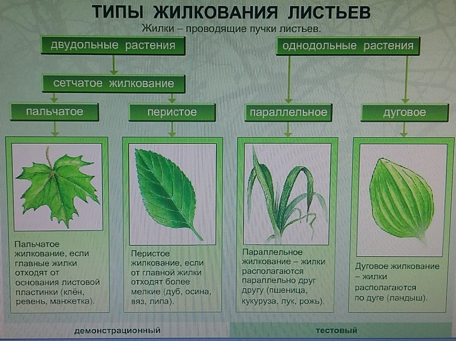 Какой тип жилкования у листа на рисунке