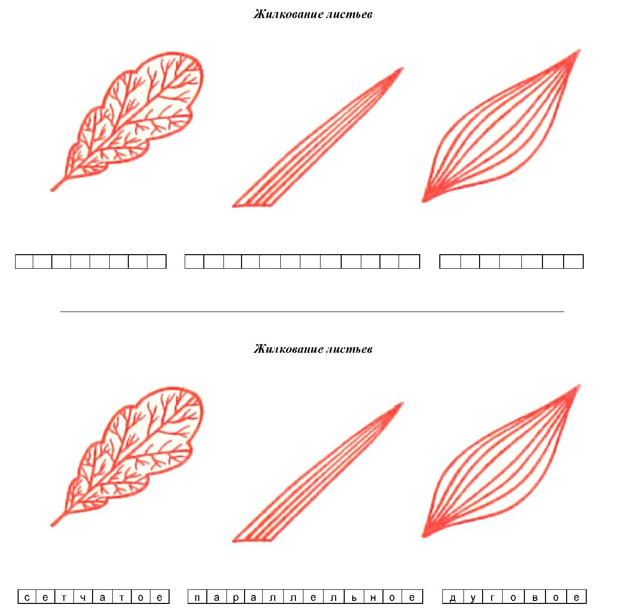 Лист карточка. Жилкование листа схема. Жилкование листьев задания. Типы жилкования листа схема. Карточка-задание жилкование листьев.