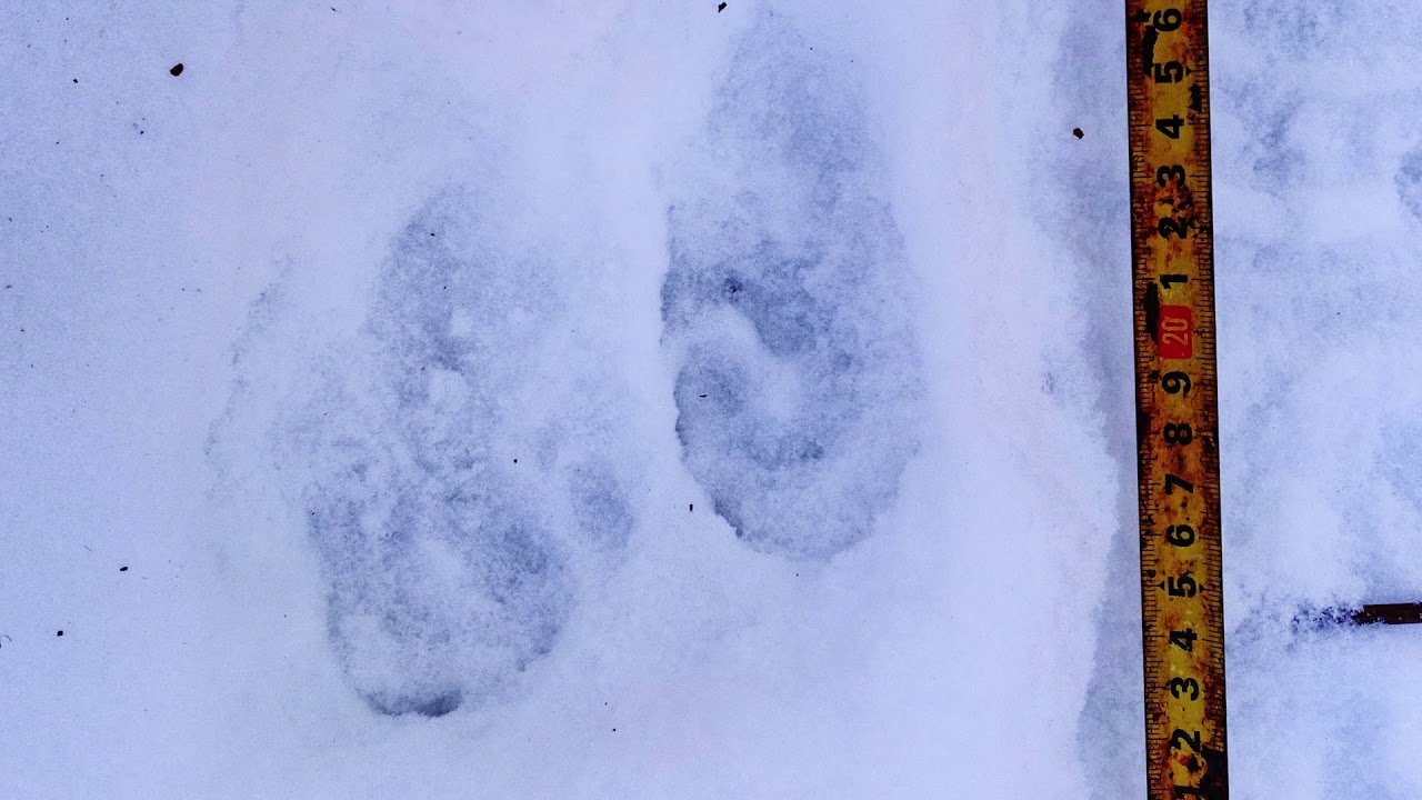 Следы леопарда на снегу