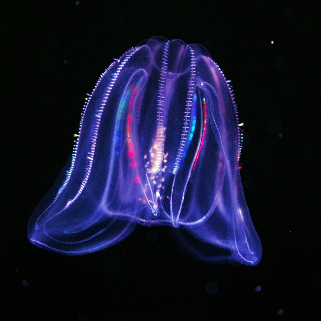Медуза Ctenophora