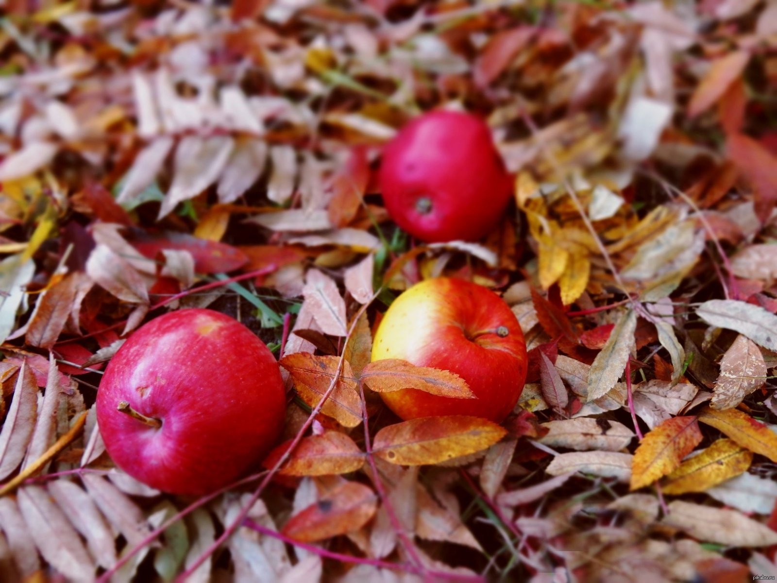 Яблоко шафран. Яблоня Шафран. Листья осенние яблоневые. Листья яблони осенью. Листья яблони осенью фото.