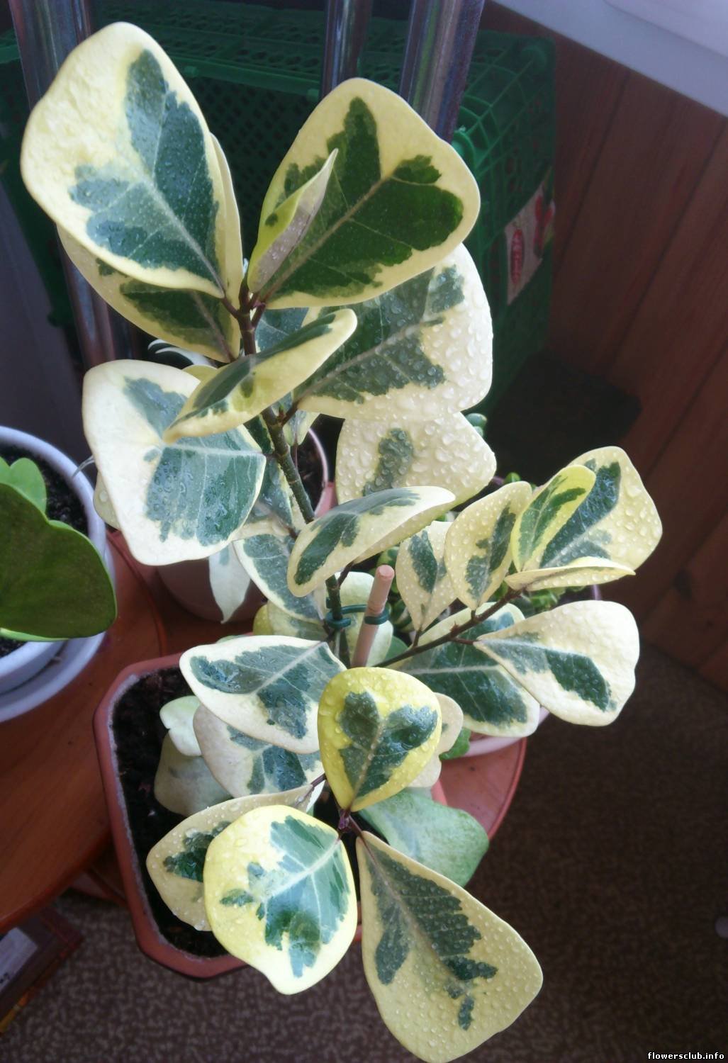 Фикуса natalensis TRINOVA variegata