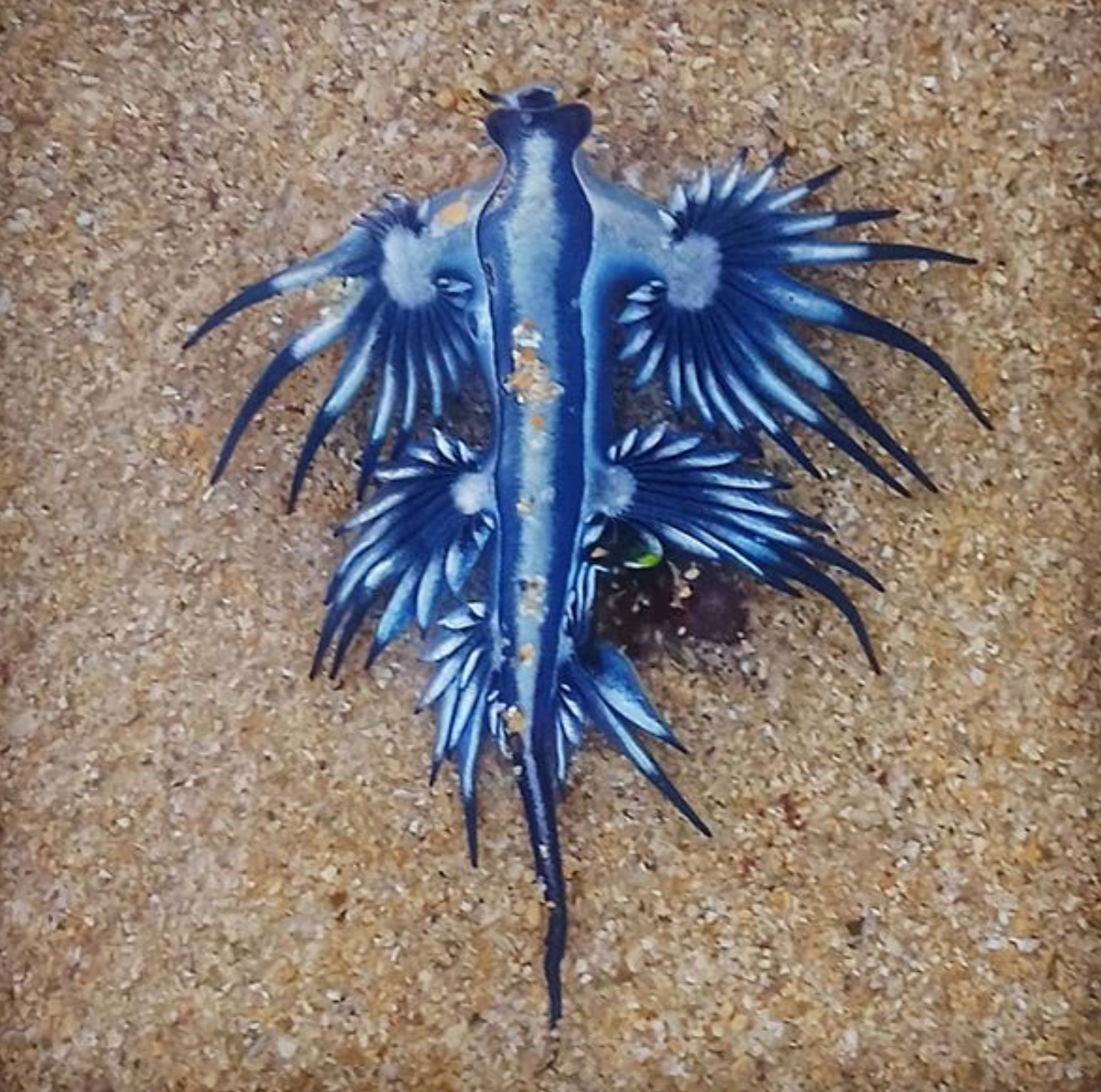 Голубой дракон. Ядовитый голубой морской дракон. Glaucus Atlanticus ядовит. Голубой дракон рыба. Синий дракон рыба.