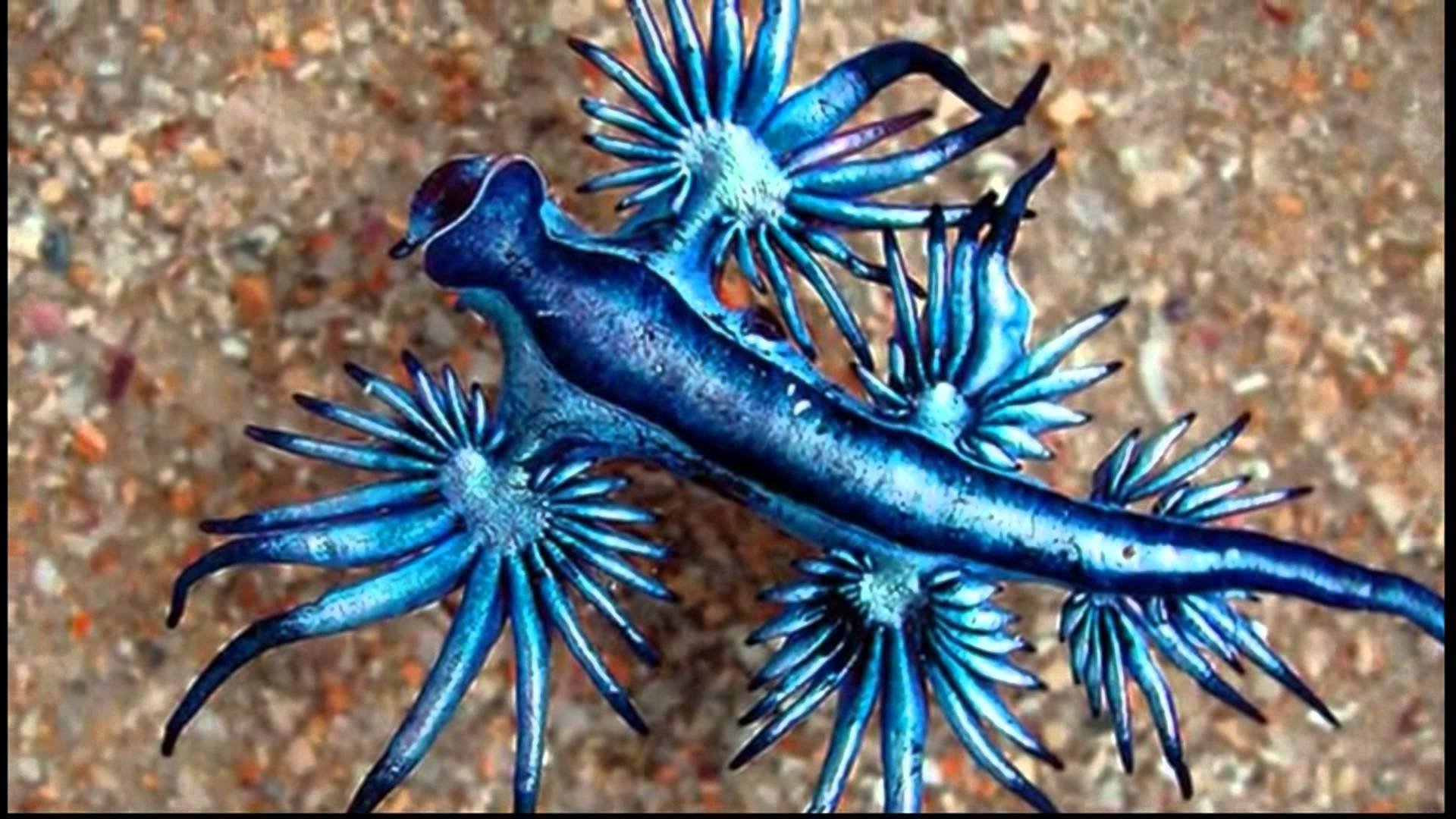 Голубой ангел. Глаукус Атлантический. Морской дракончик моллюск. Морской СЛИЗНЯК голубой дракон. Глаукус Атлантический голубой дракон.