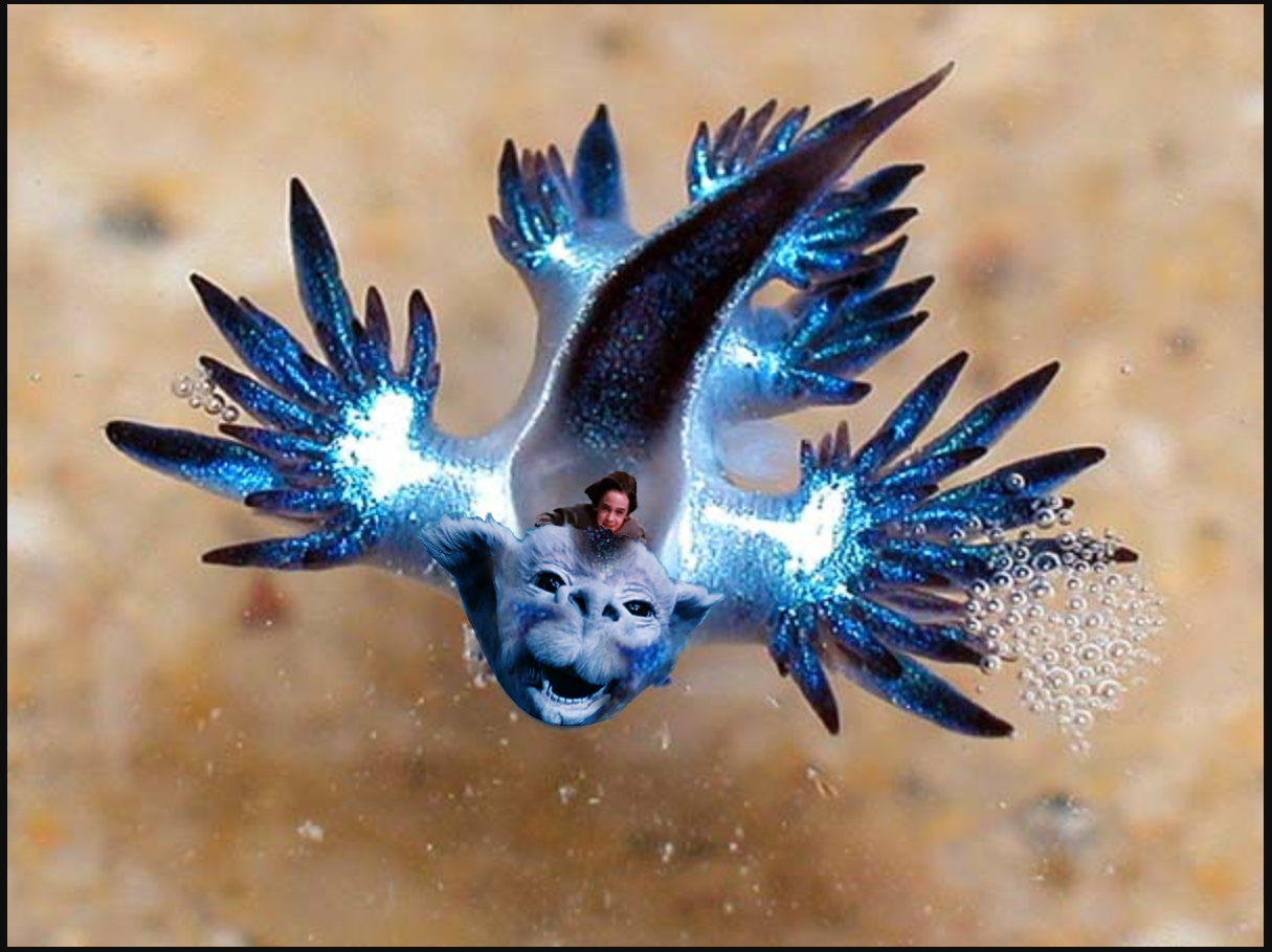 Голубей драконов. Морской СЛИЗНЯК голубой дракон. Голубой ангел (Glaucus Atlanticus). Голожаберный моллюск синий дракон. Glaucus Atlanticus дракон.