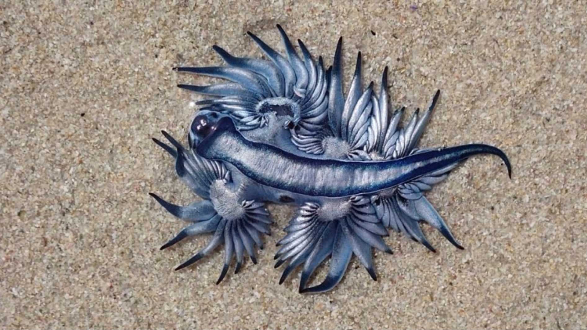 Голубой дракон моллюск ядовитый