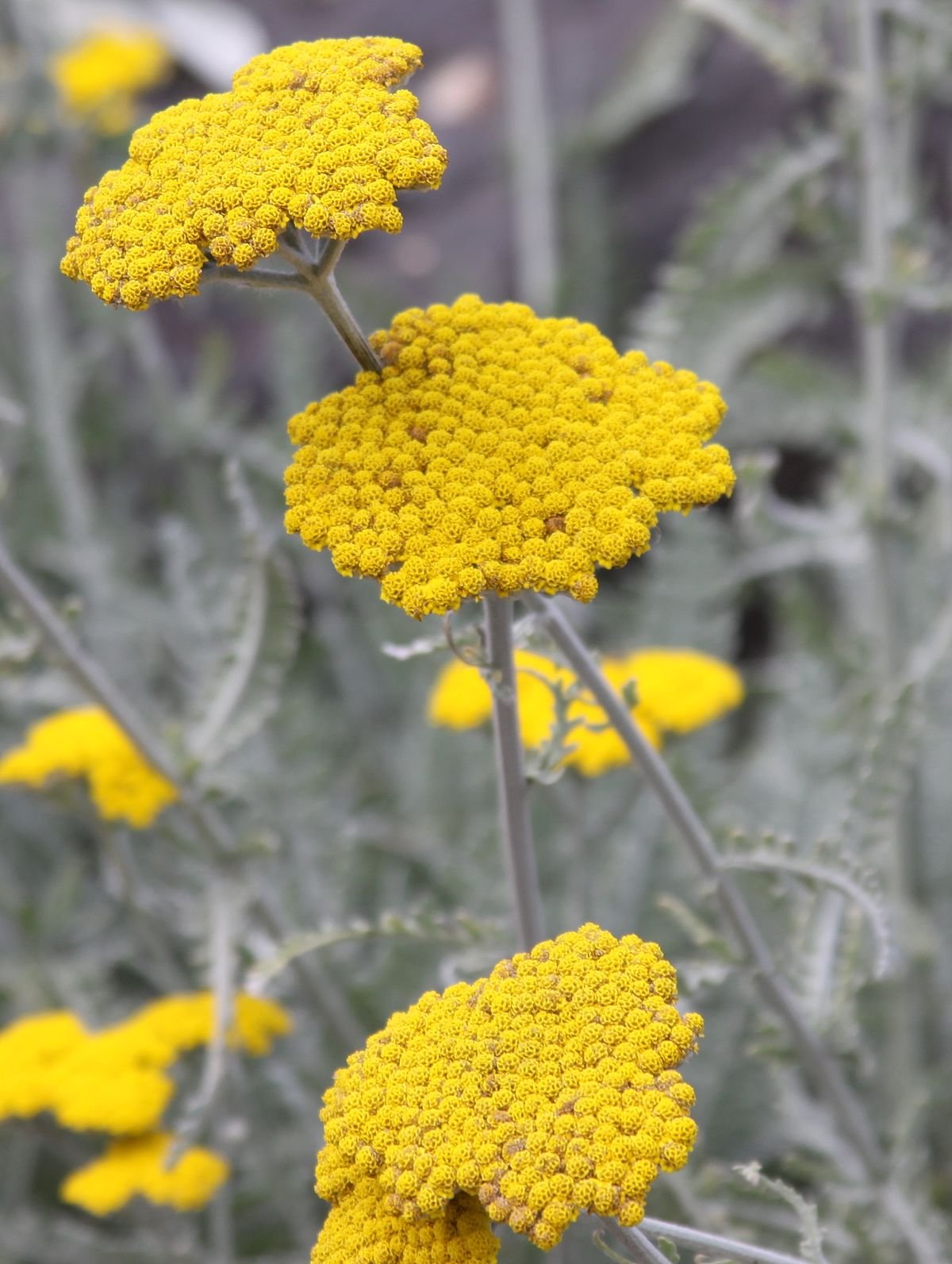 Achillea clypeolata