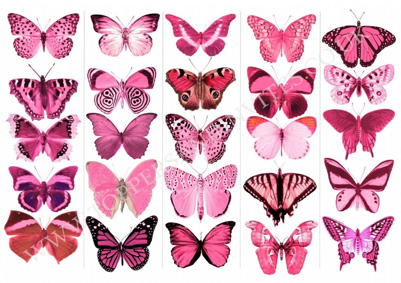 Бабочки розовые распечатать. Розовые бабочки. Разноцветные бабочки. Бабочки бело розовые. Торт «бабочки».