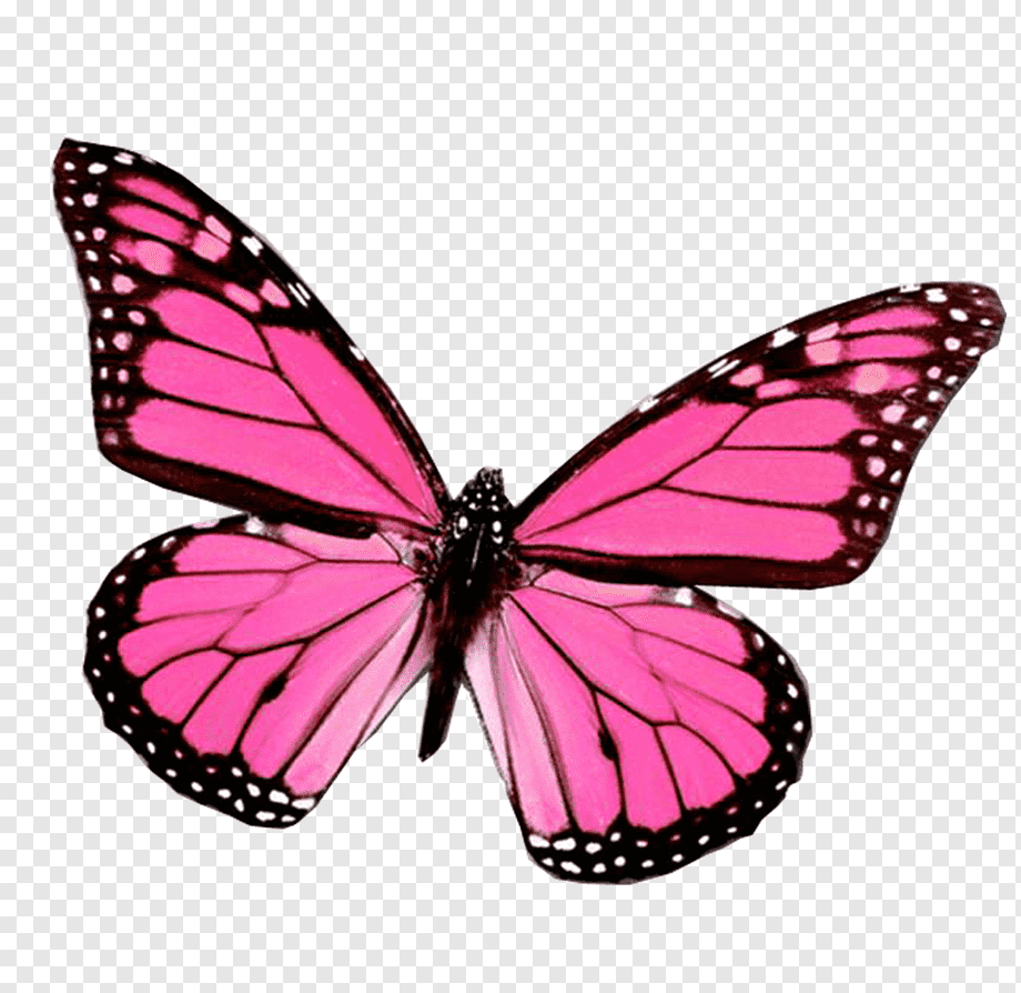 Бабочки на белом фоне картинки
